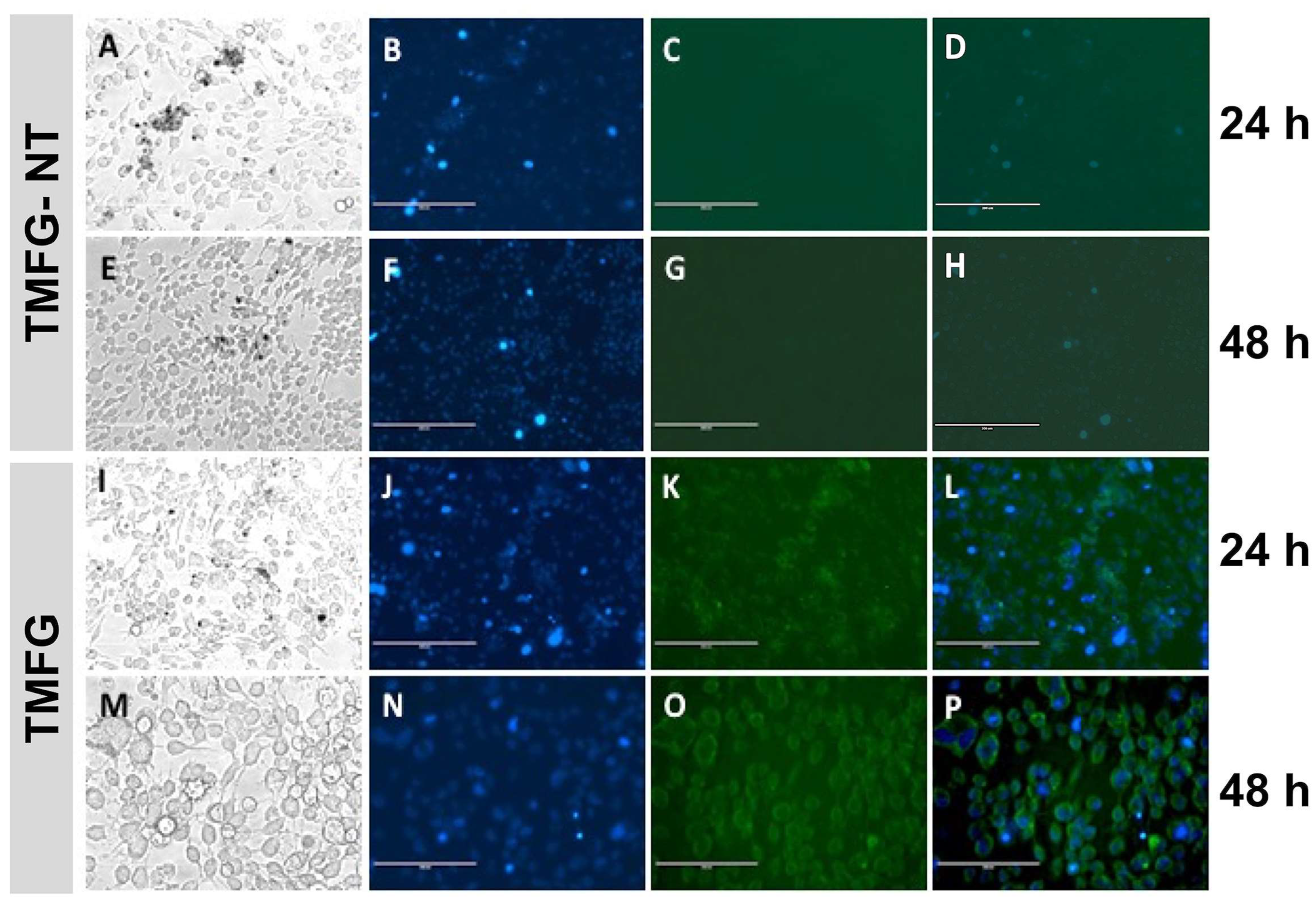 Biomedicines 12 00934 g006