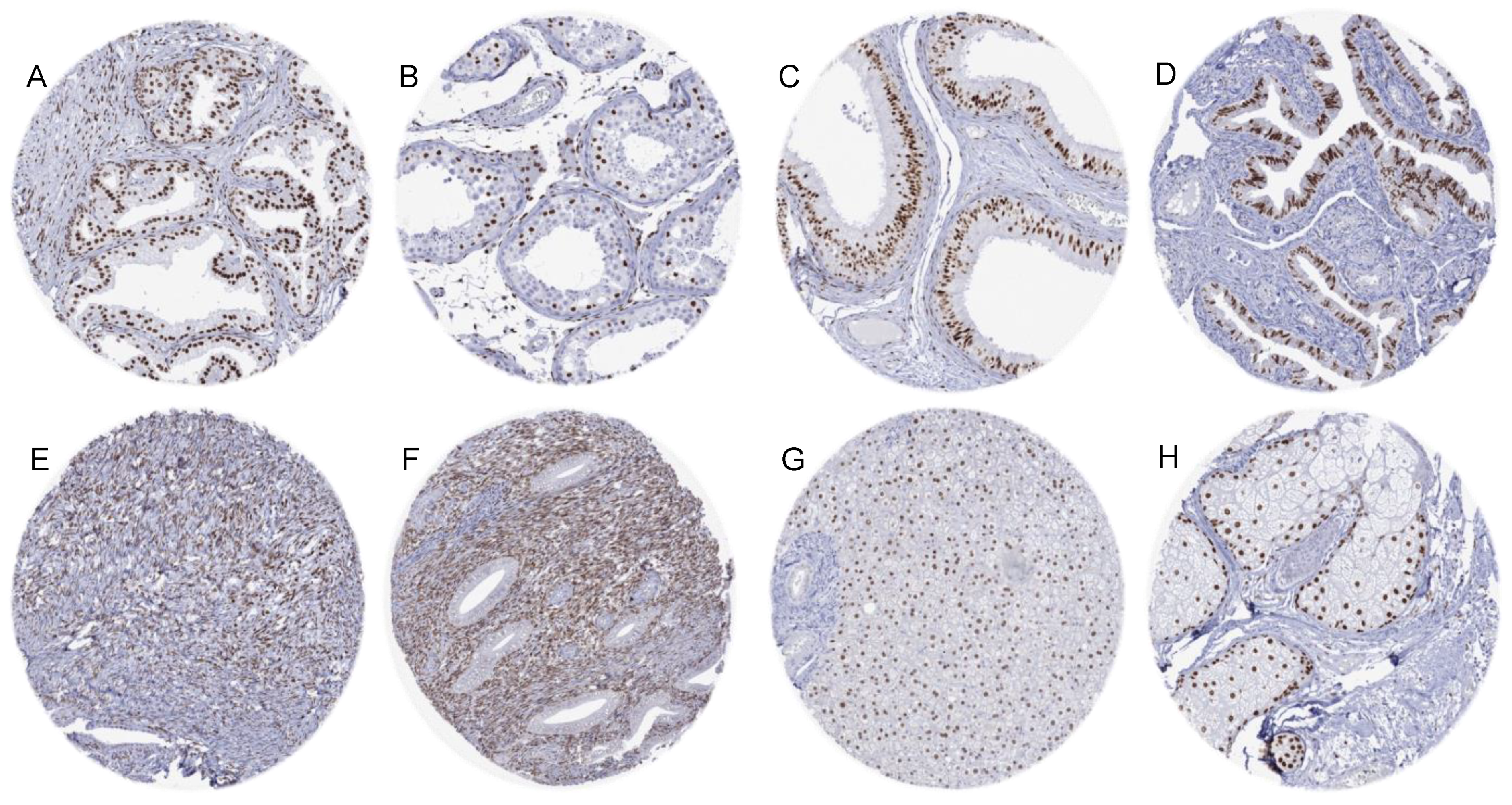 Biomedicines 12 00957 g002