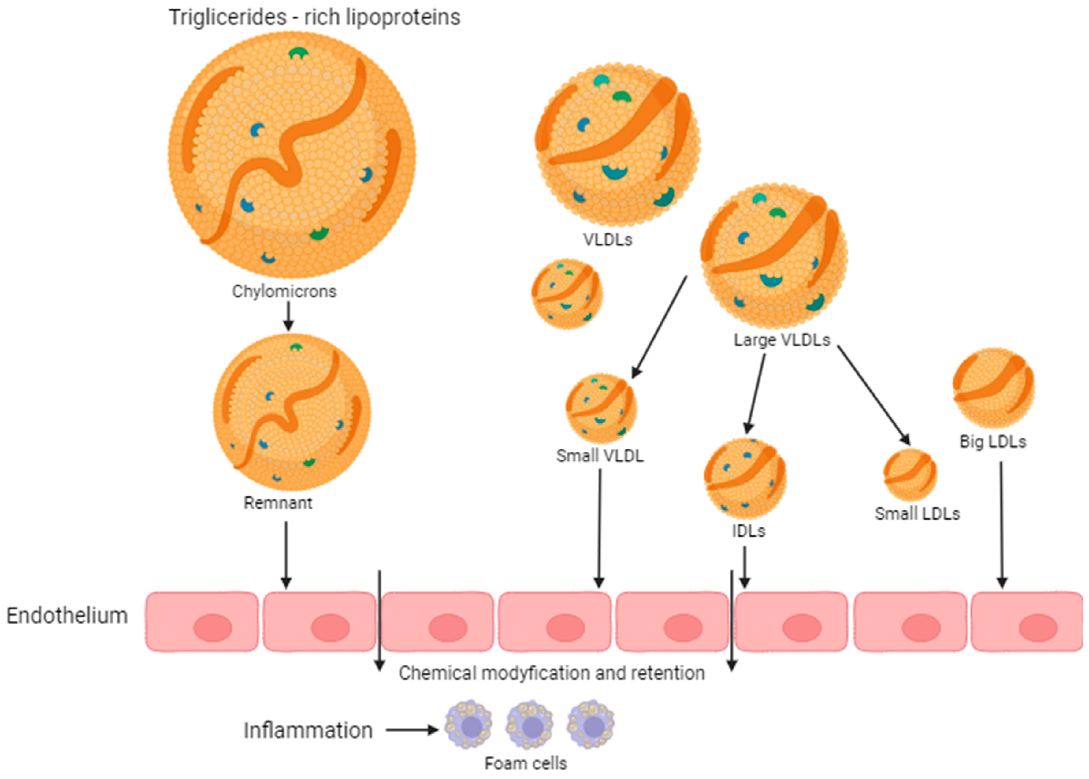 Biomedicines 12 00961 g001 Biomedicines 12 00961 g001