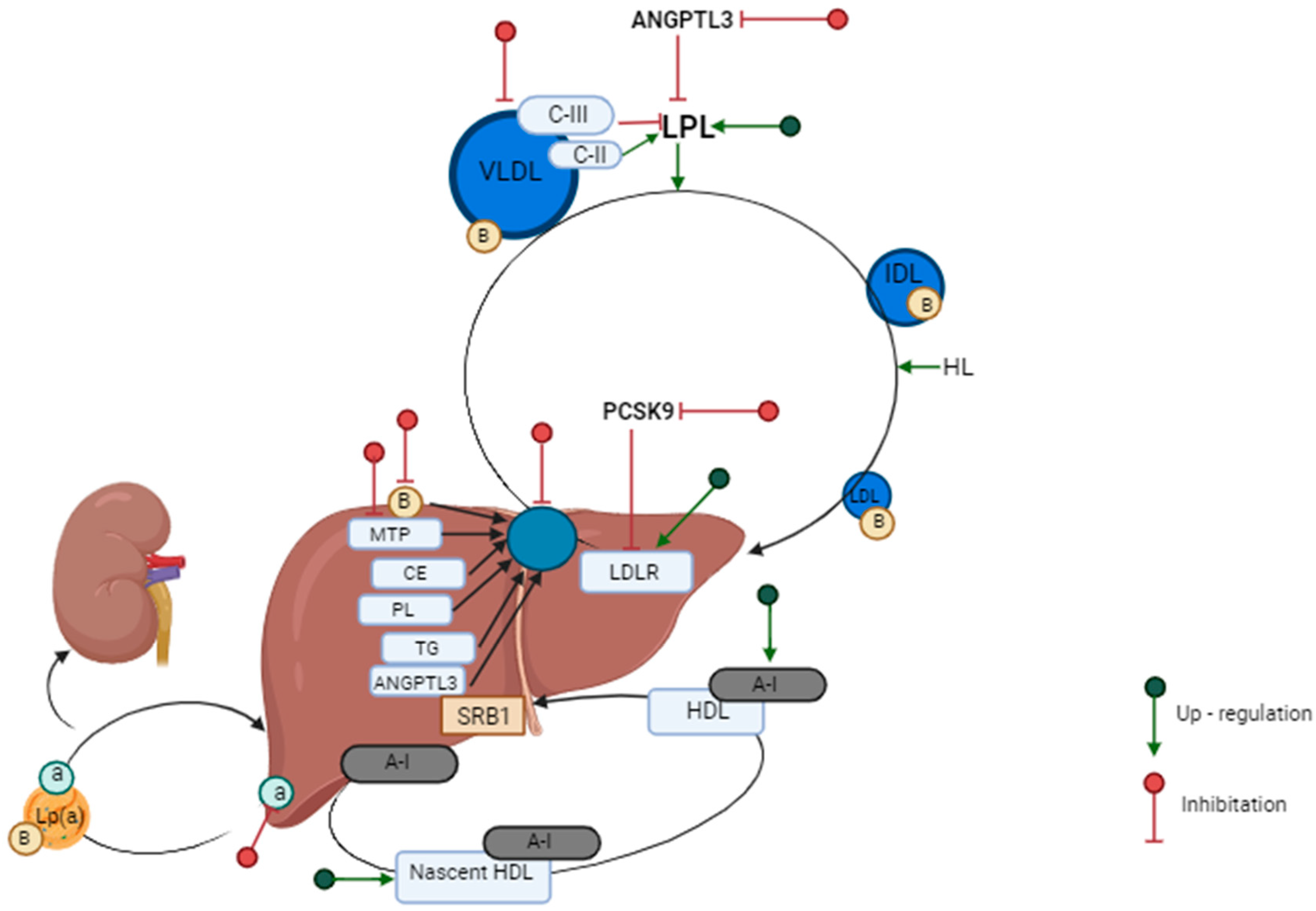 Biomedicines 12 00961 g002 Biomedicines 12 00961 g002