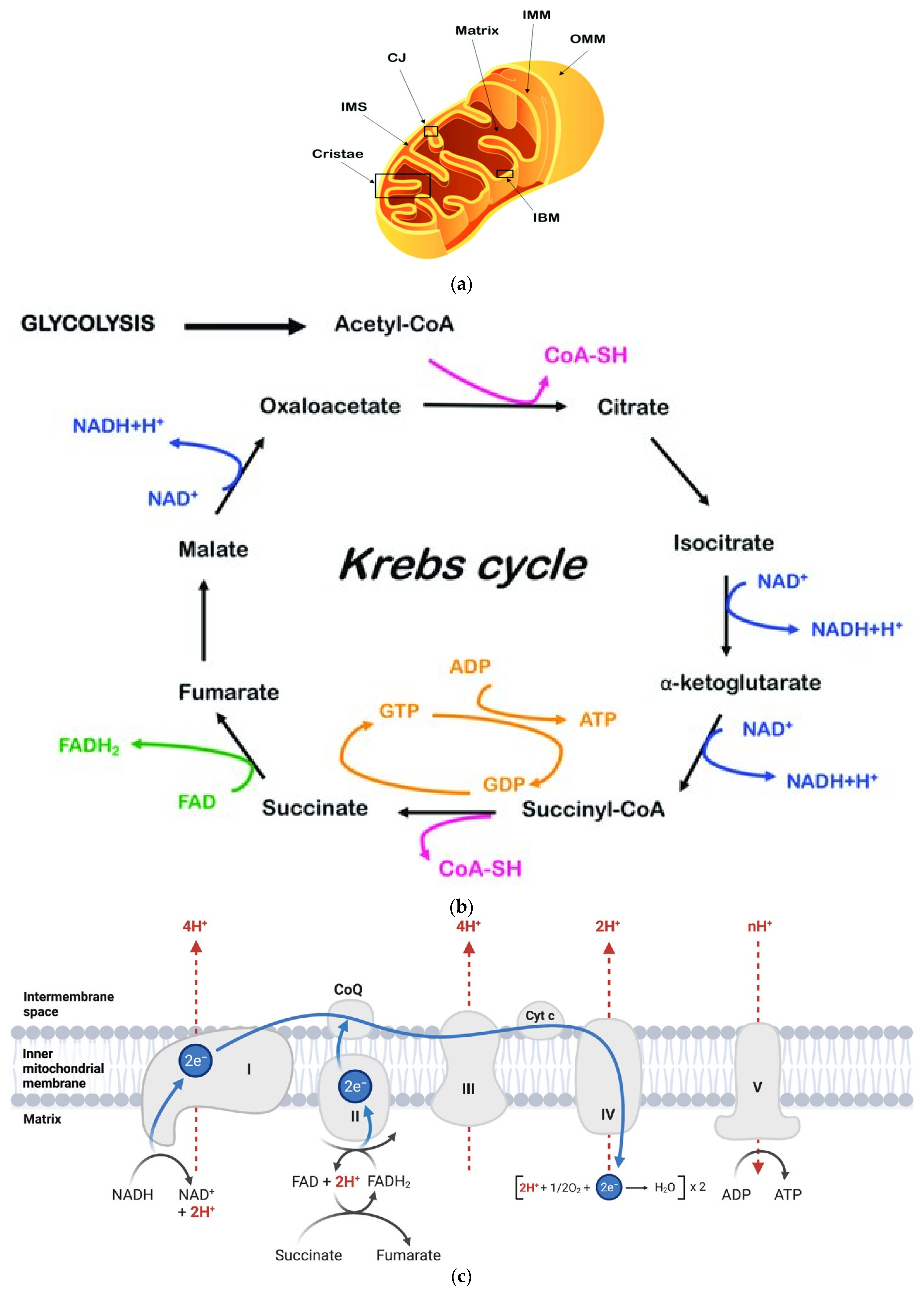 Biomedicines 12 00978 g001 Biomedicines 12 00978 g001