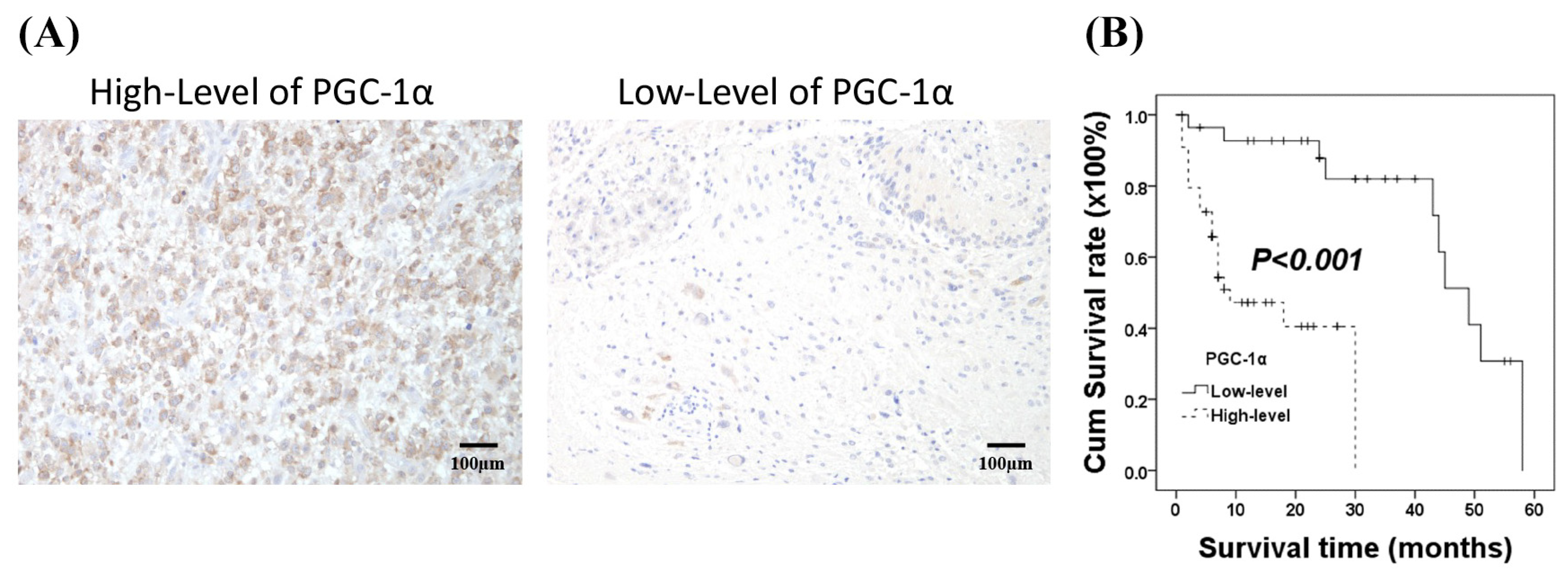 Biomedicines 12 00979 g001