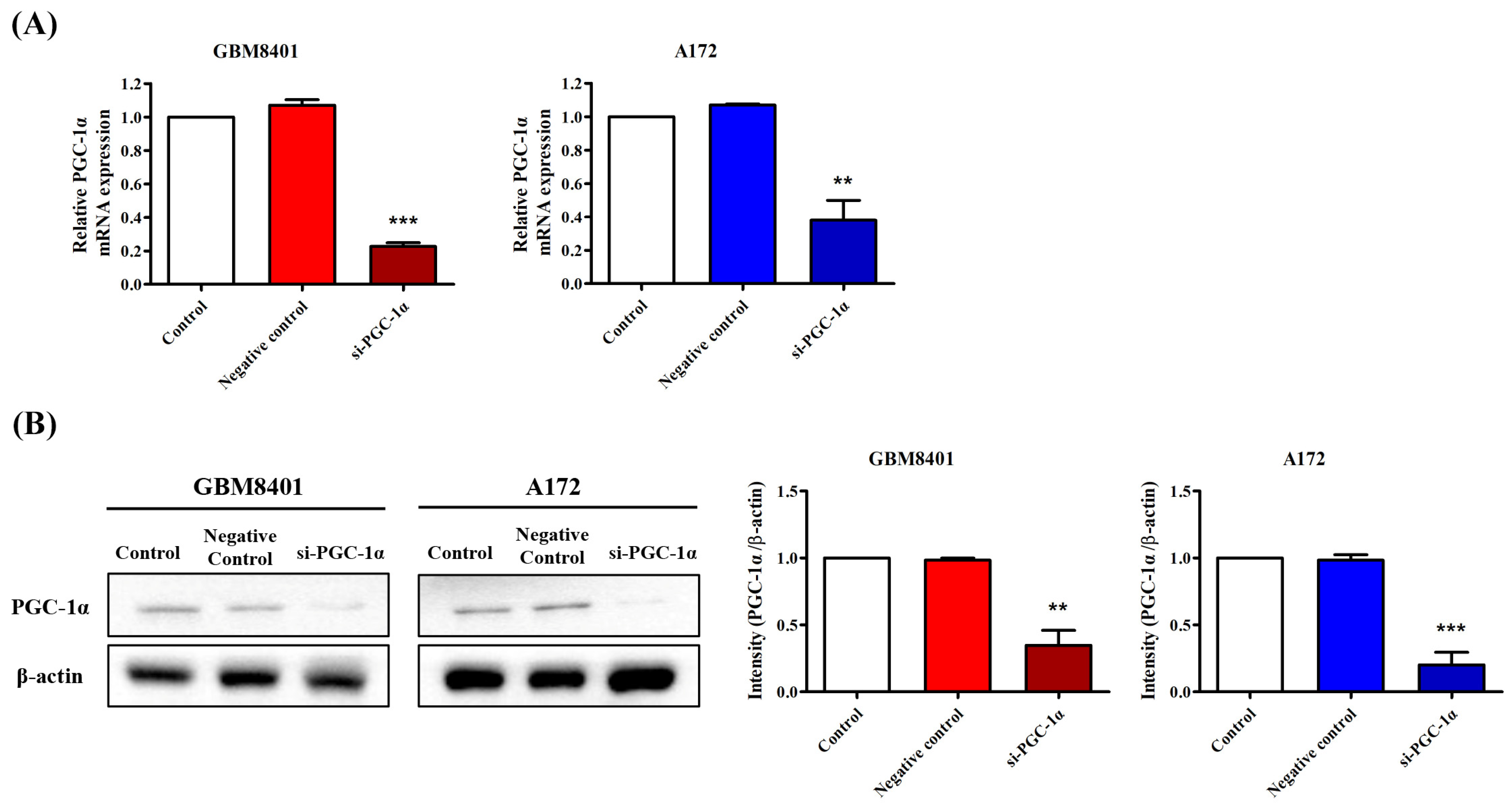 Biomedicines 12 00979 g003