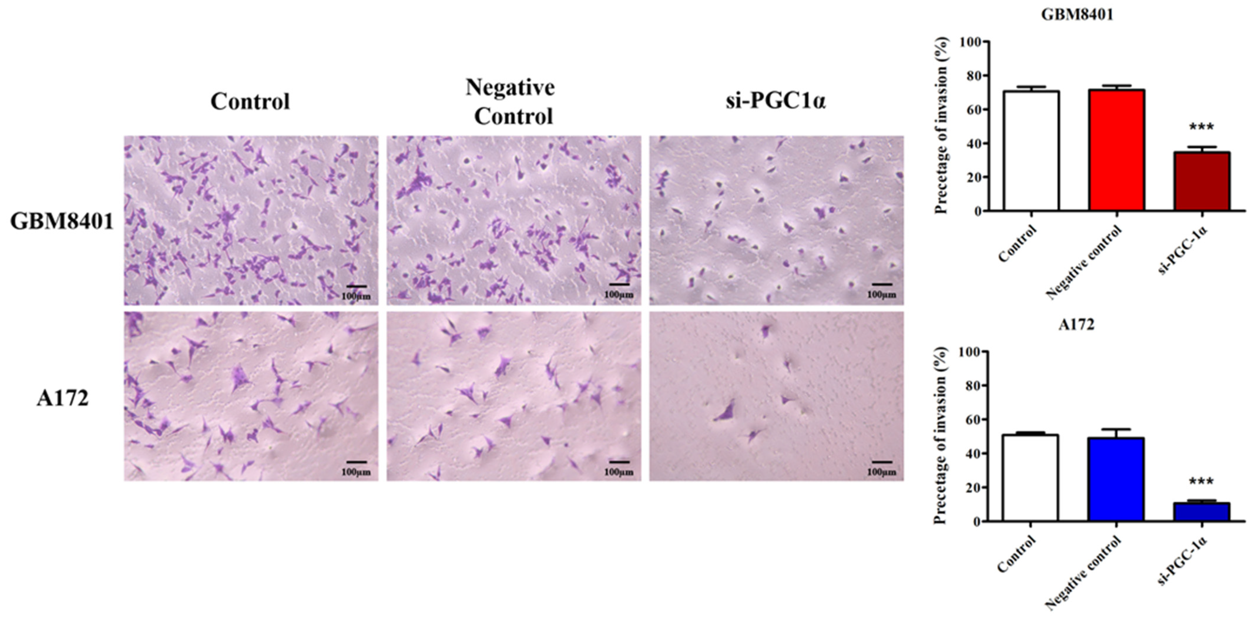 Biomedicines 12 00979 g006