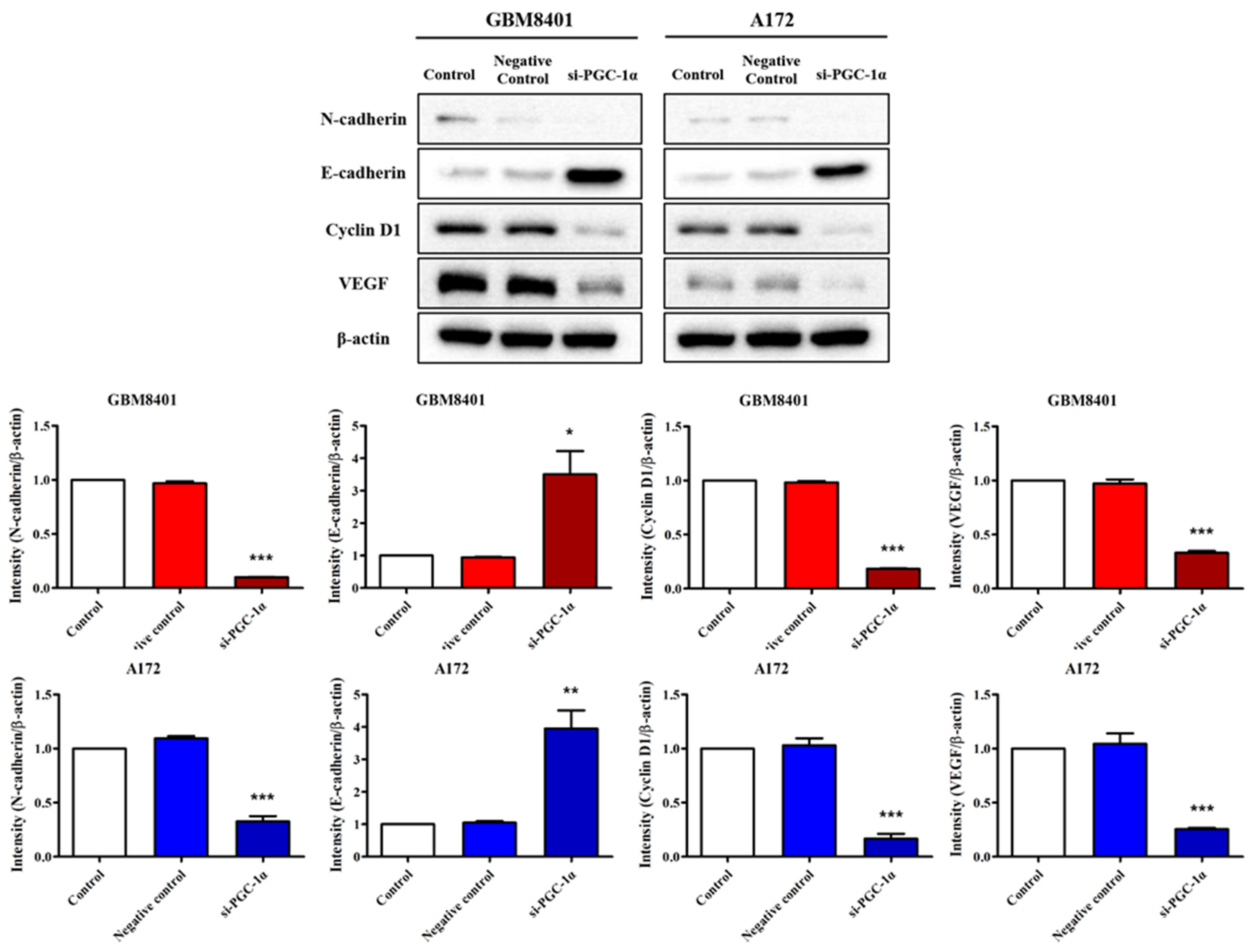 Biomedicines 12 00979 g007