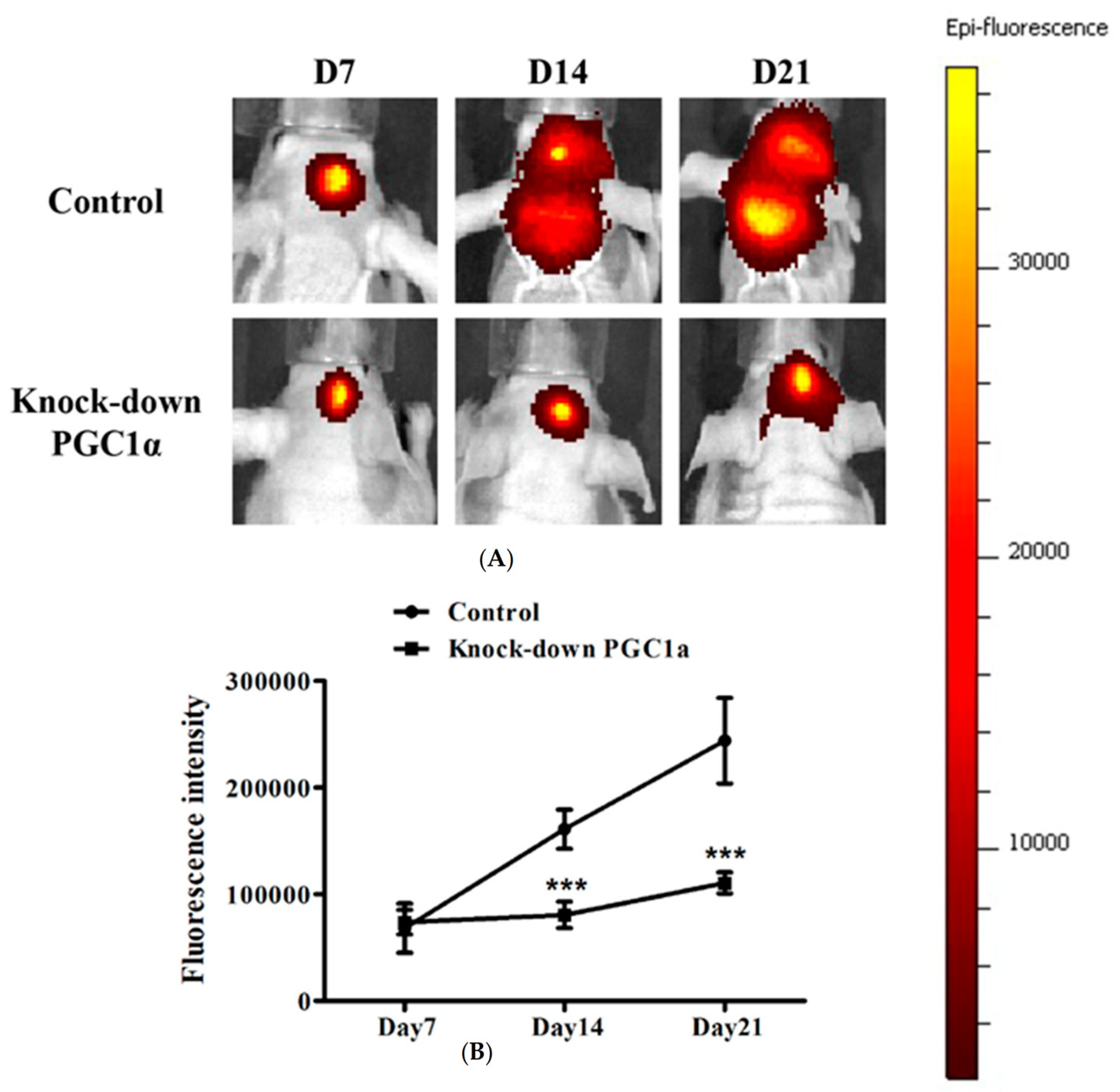 Biomedicines 12 00979 g008