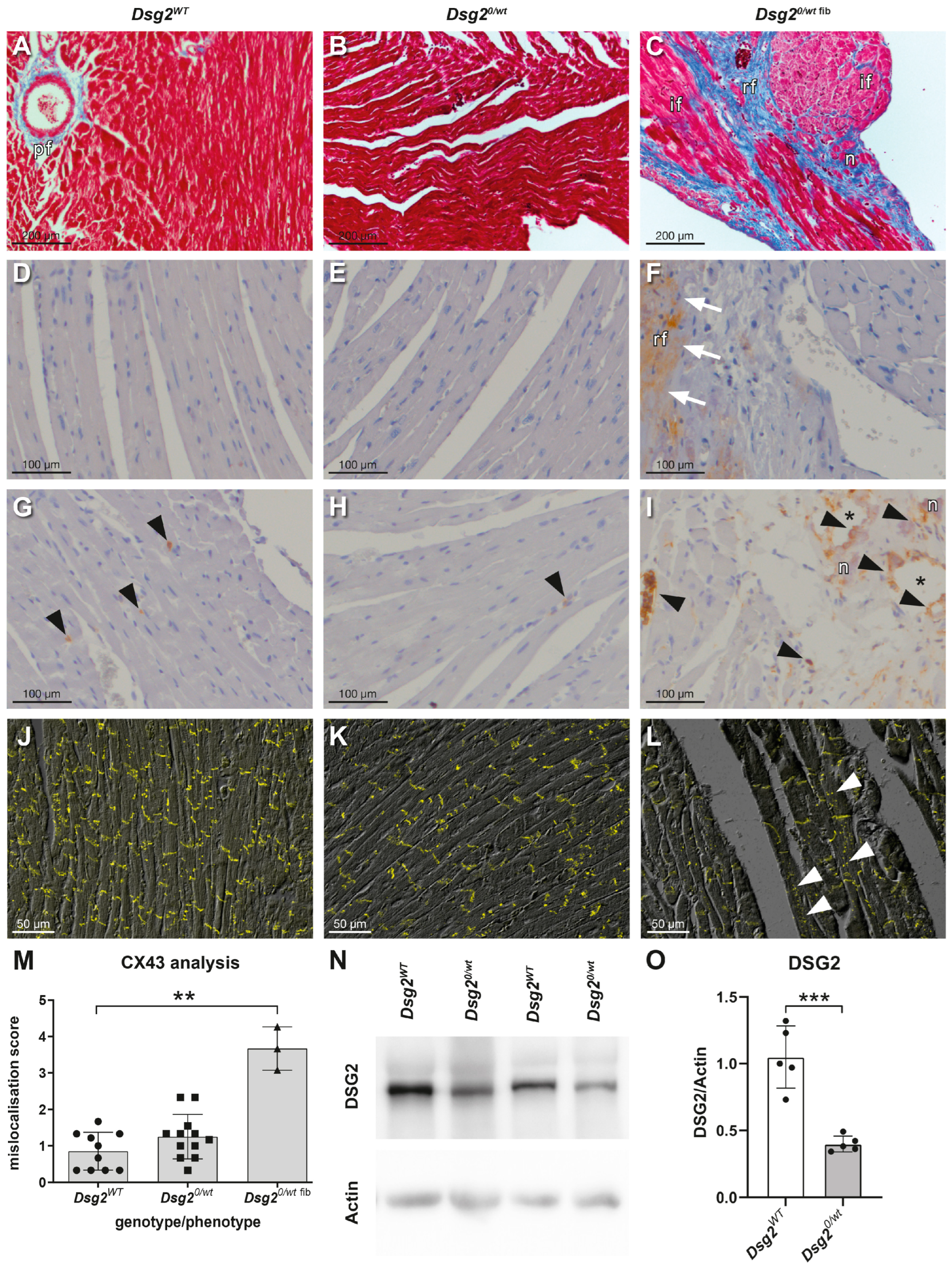 Biomedicines 12 00985 g002 Biomedicines 12 00985 g002