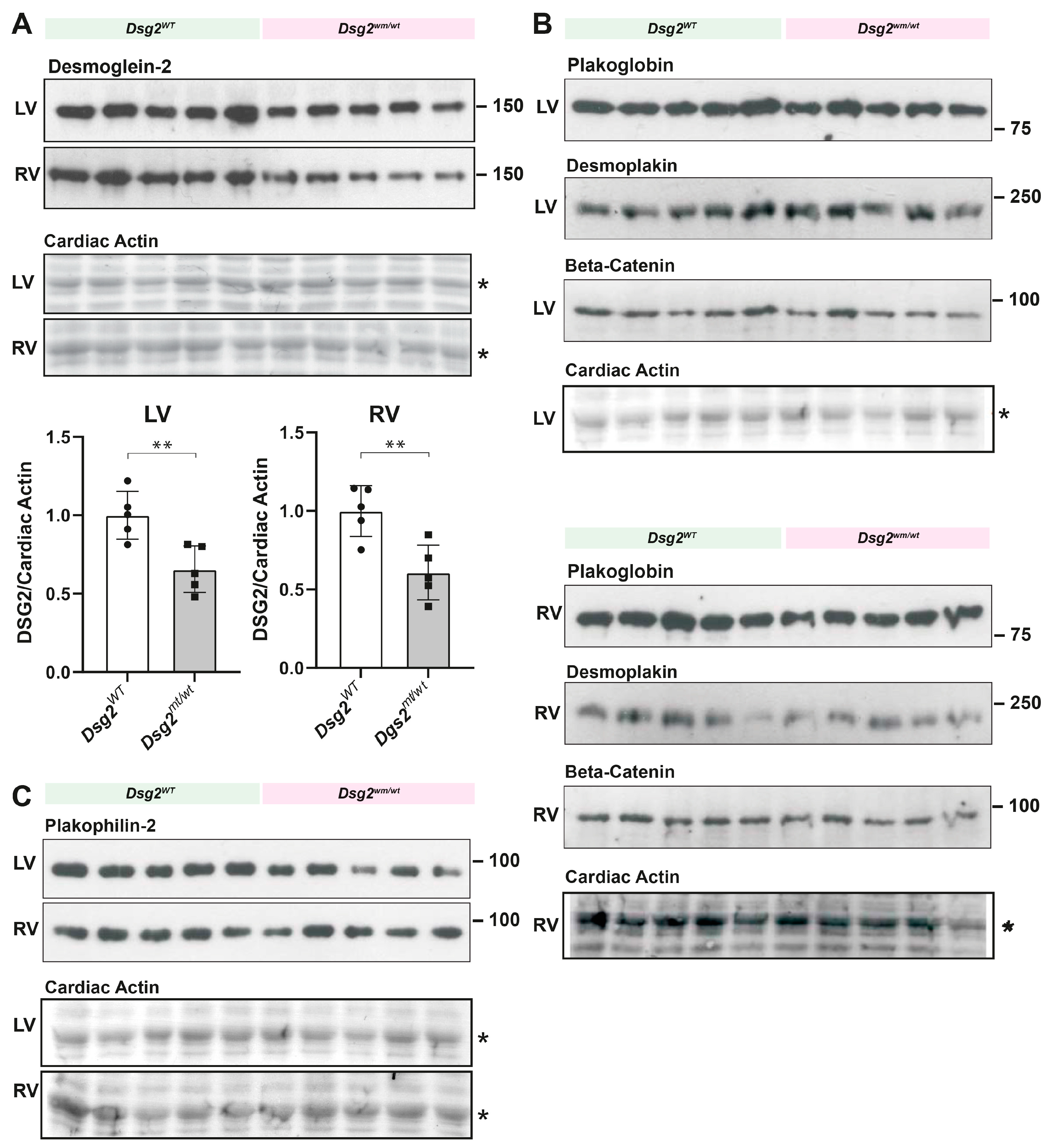 Biomedicines 12 00985 g007 Biomedicines 12 00985 g007