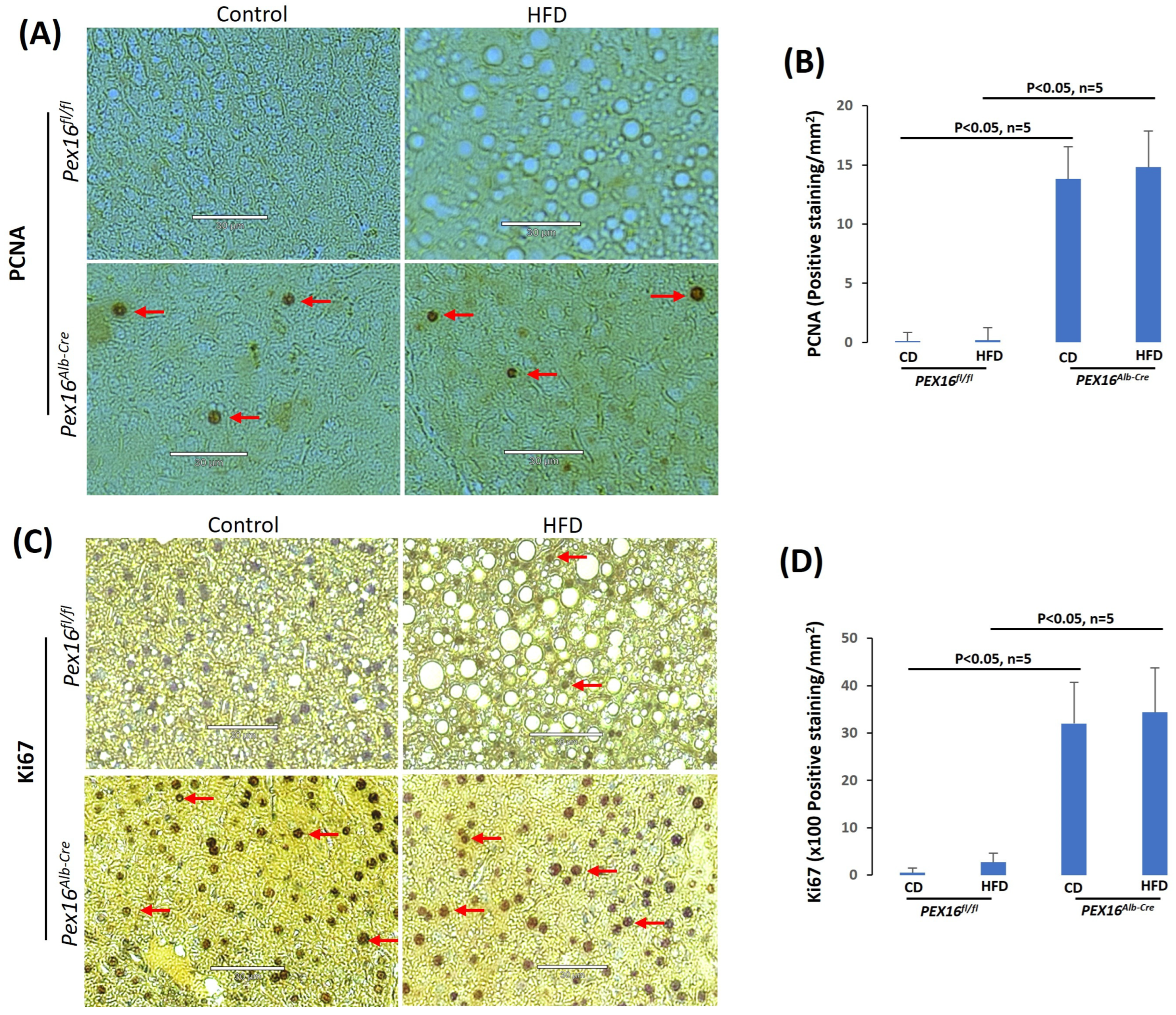 Biomedicines 12 00988 g004