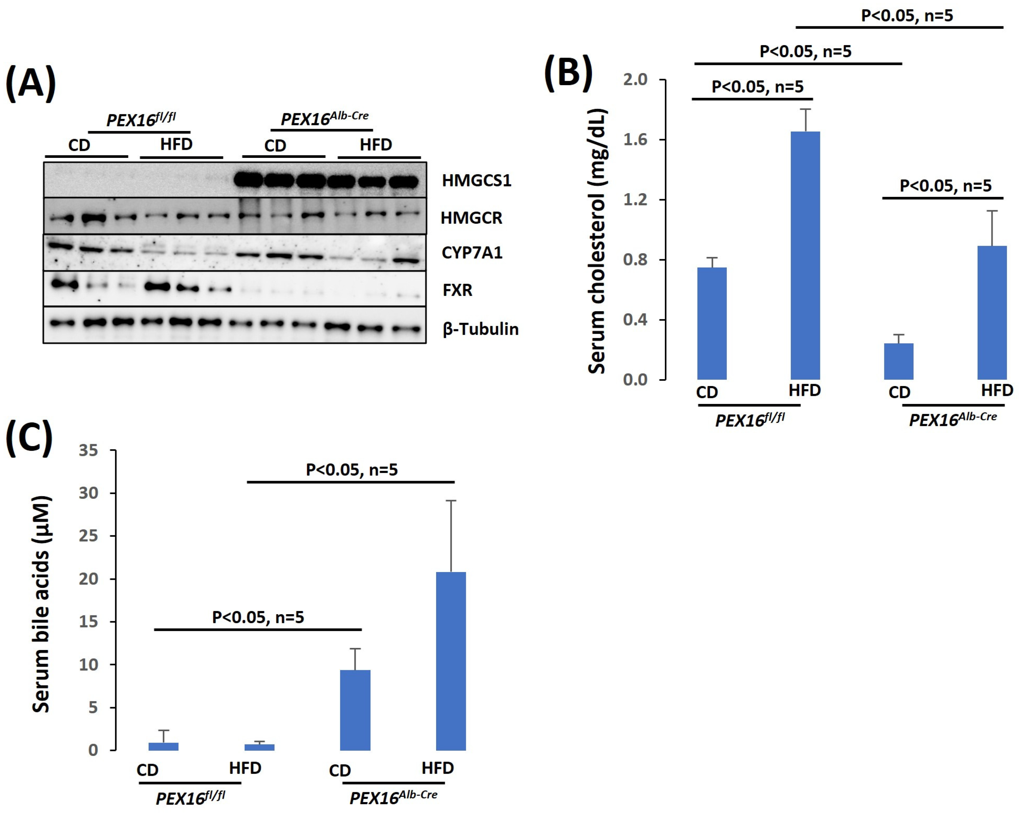 Biomedicines 12 00988 g006
