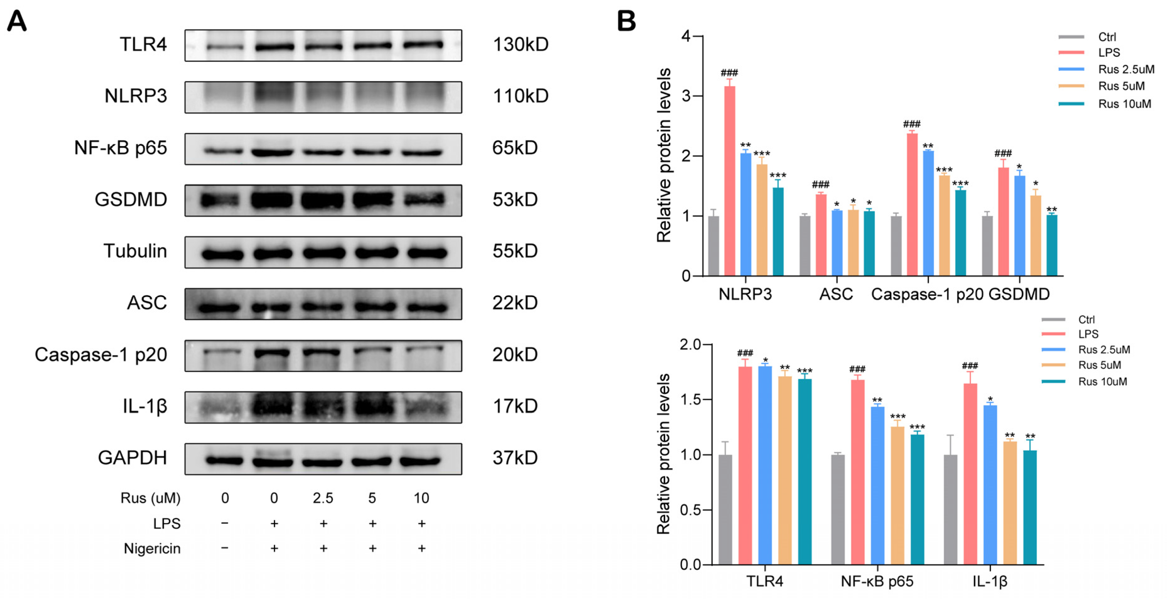 Biomedicines 12 00989 g002a