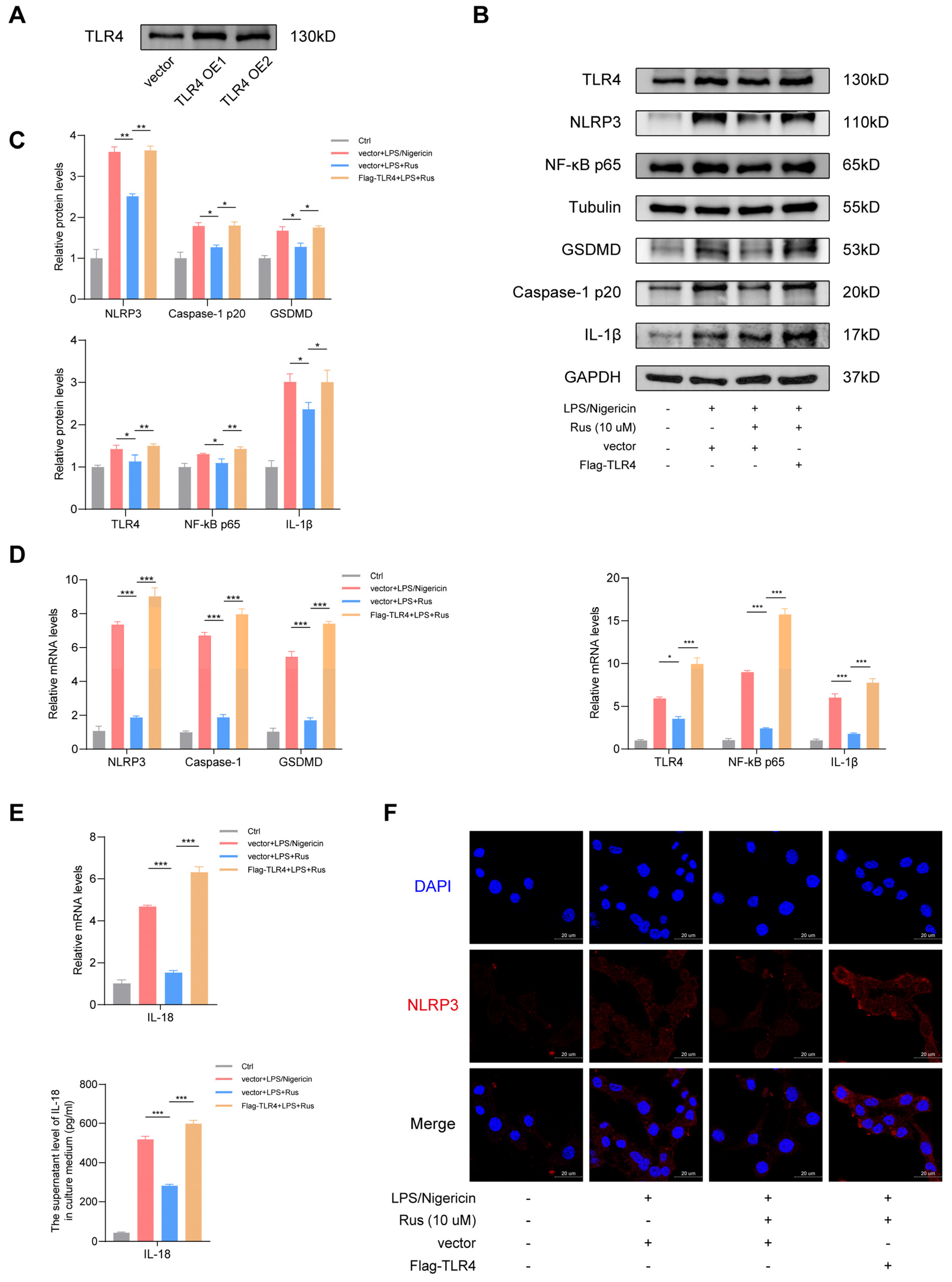 Biomedicines 12 00989 g003
