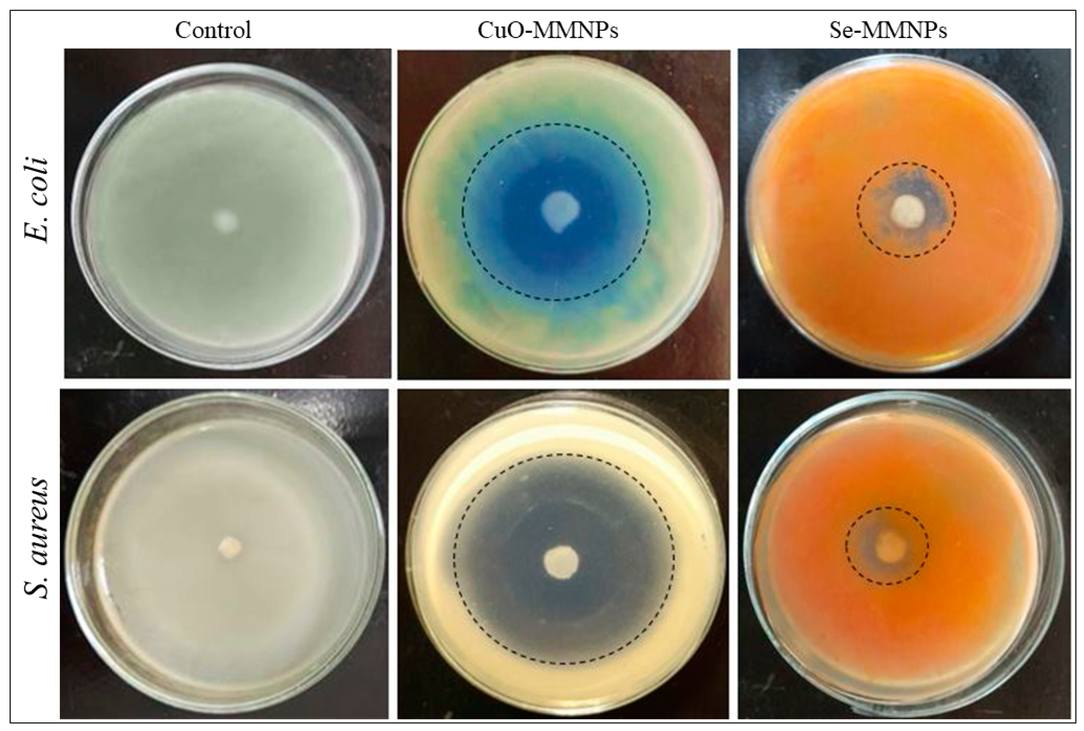 Biomedicines 12 00994 g003