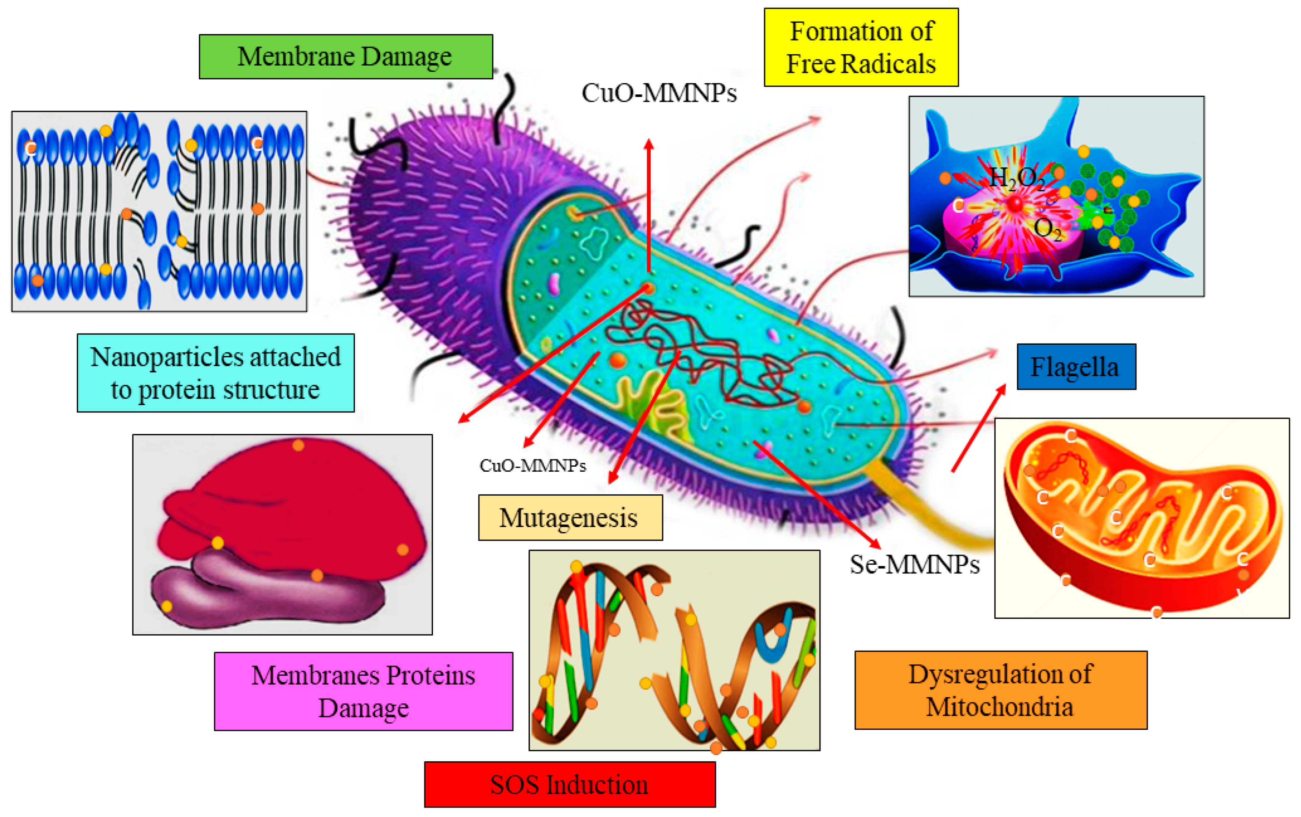 Biomedicines 12 00994 sch002
