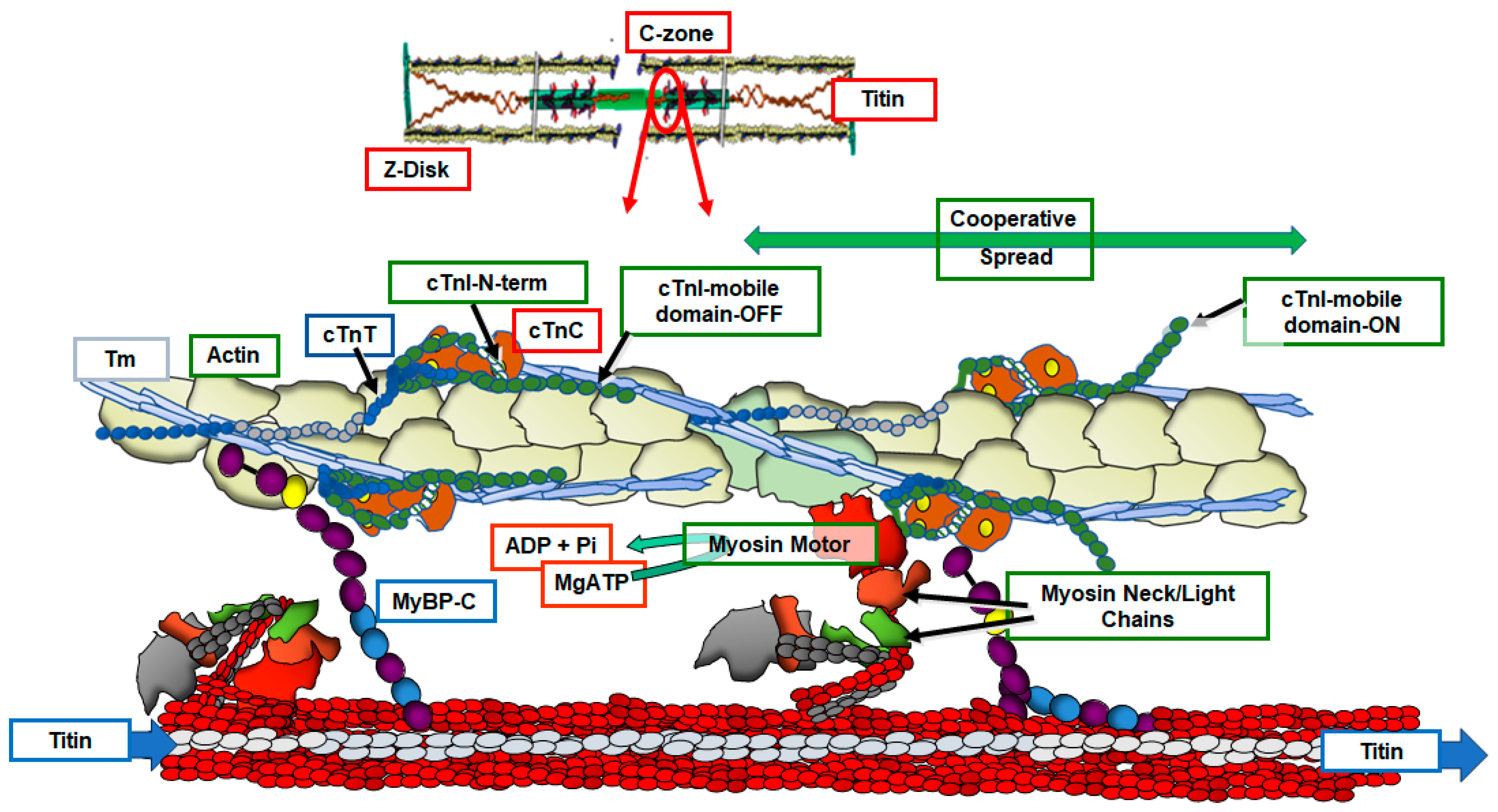 Biomedicines 12 00999 g001 Biomedicines 12 00999 g001
