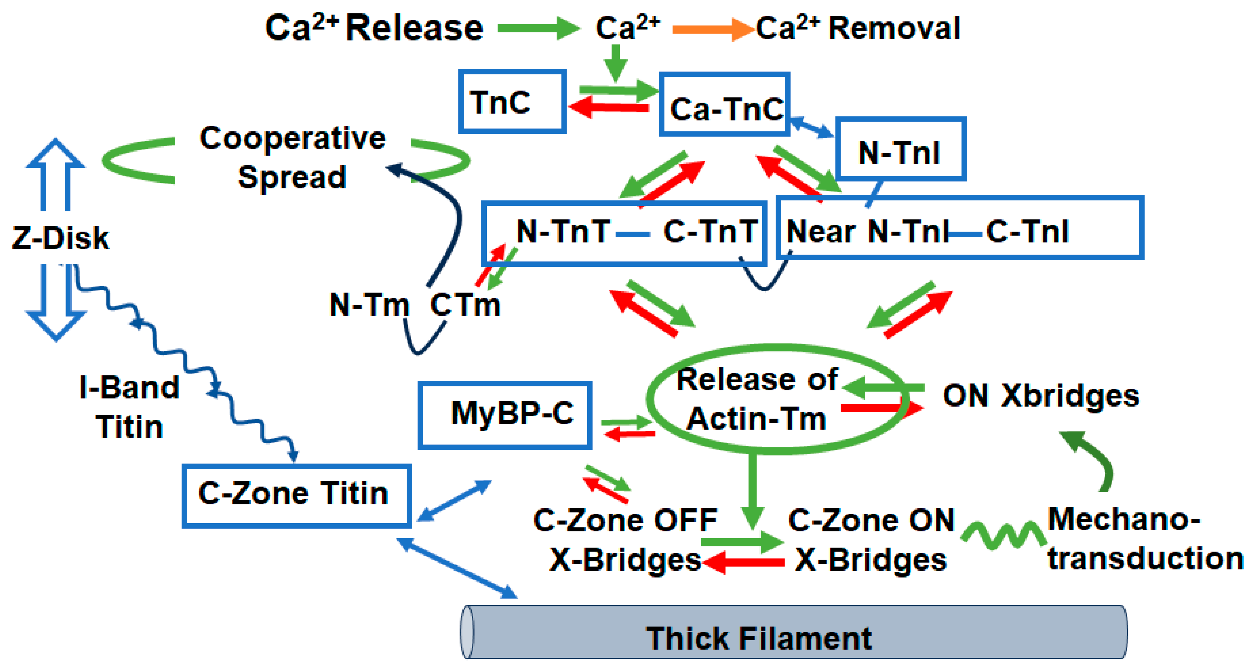 Biomedicines 12 00999 g002 Biomedicines 12 00999 g002