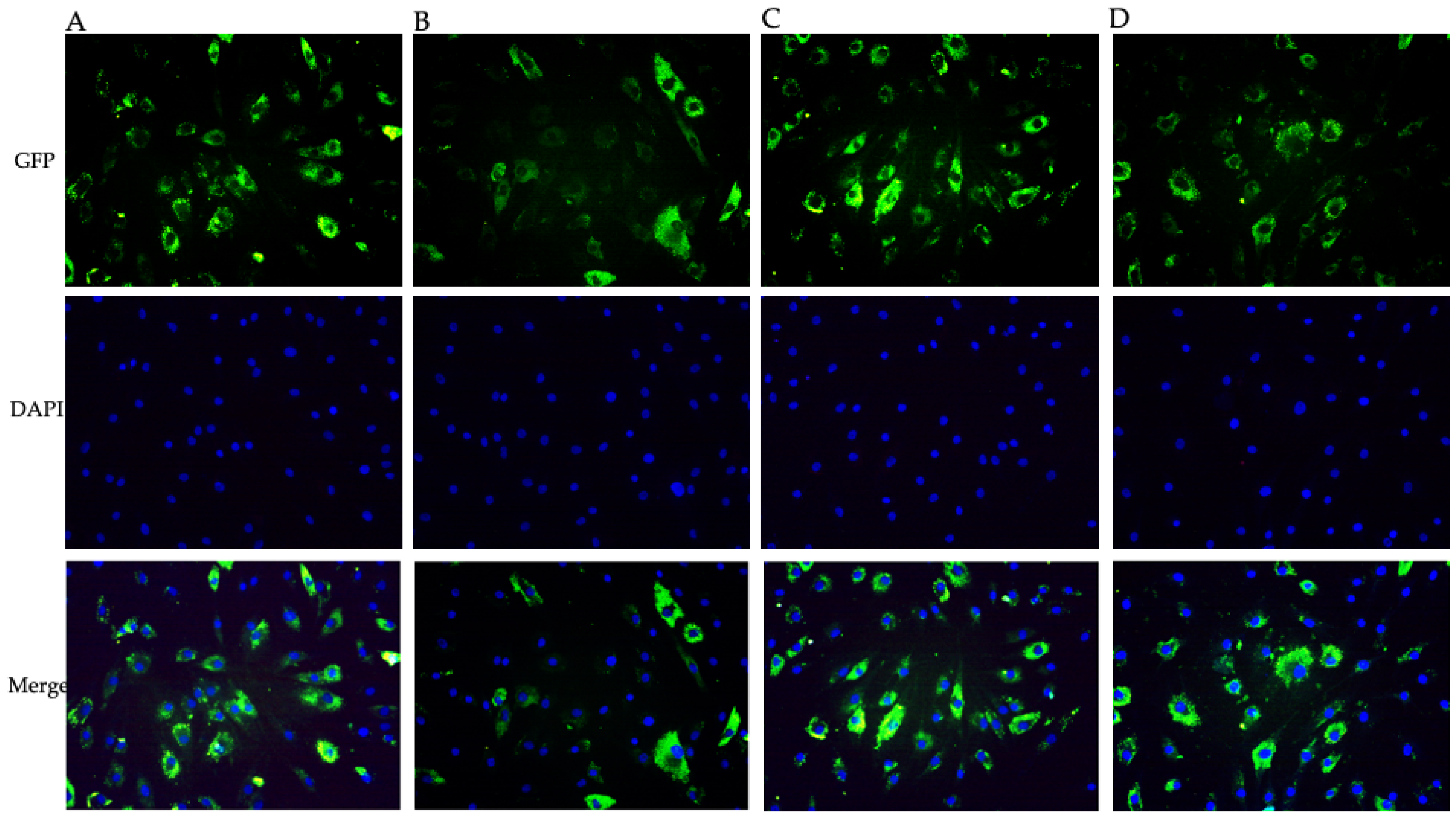 Biomedicines 12 01009 g003