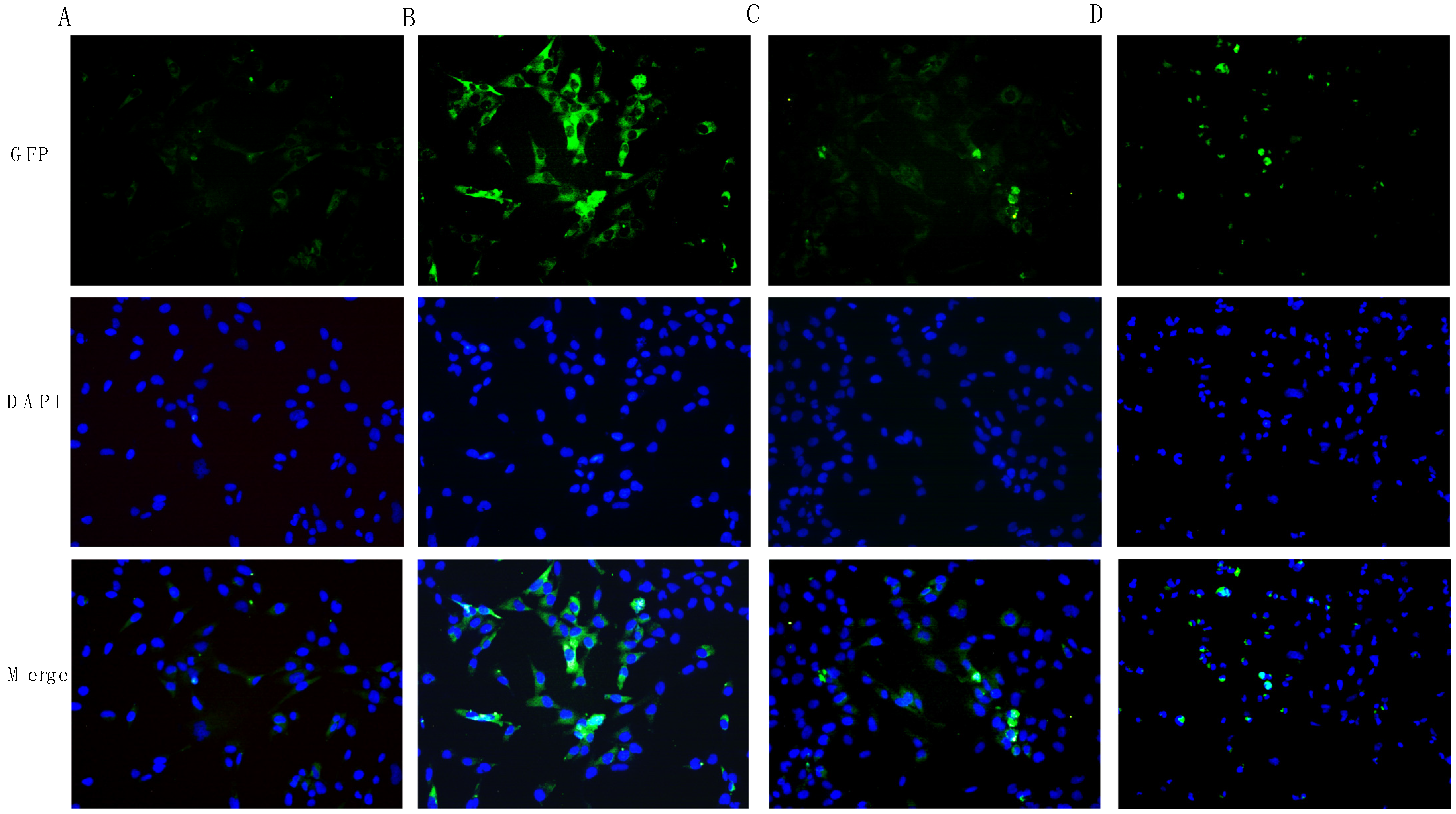 Biomedicines 12 01009 g006