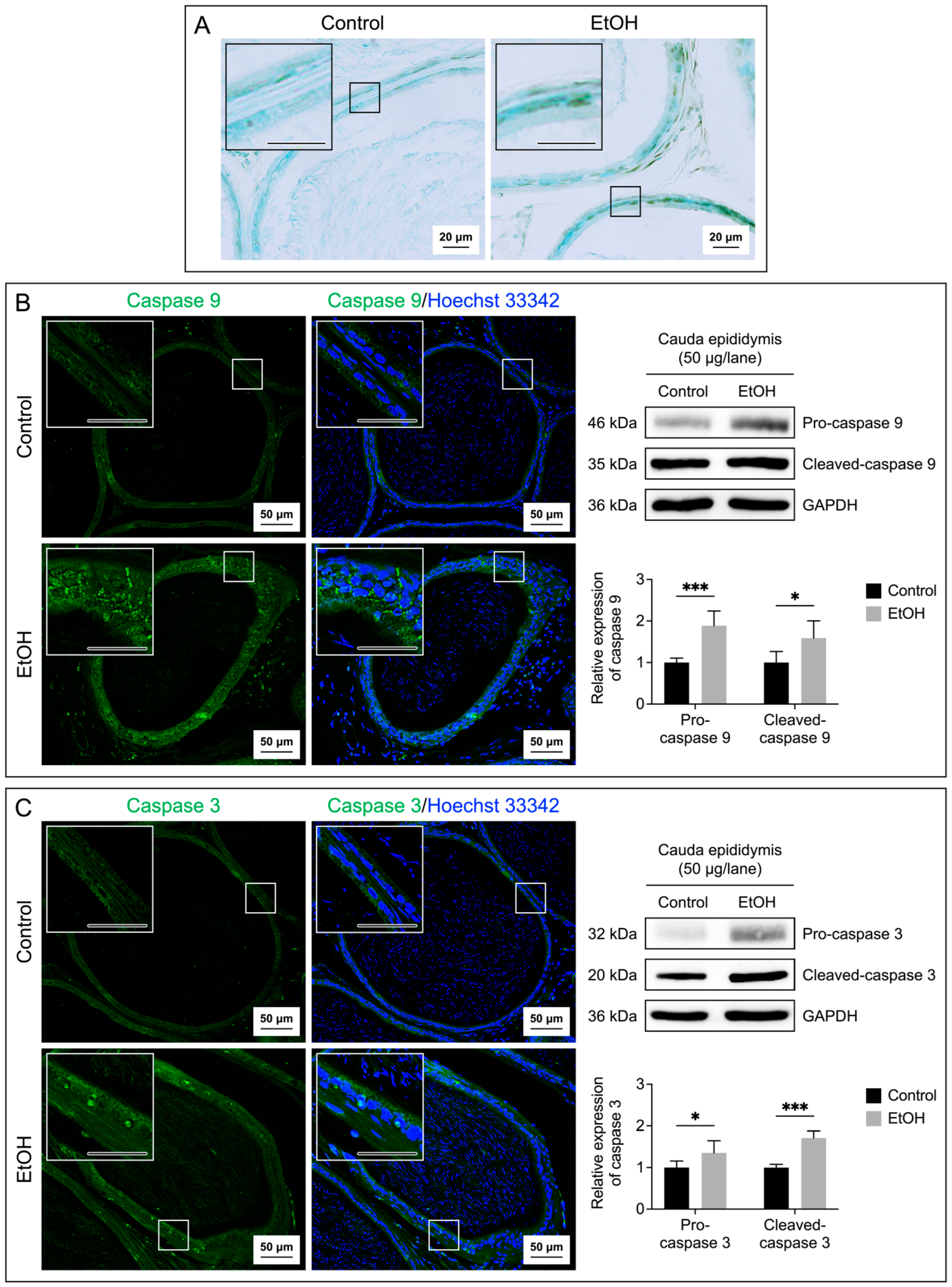 Biomedicines 12 01010 g005