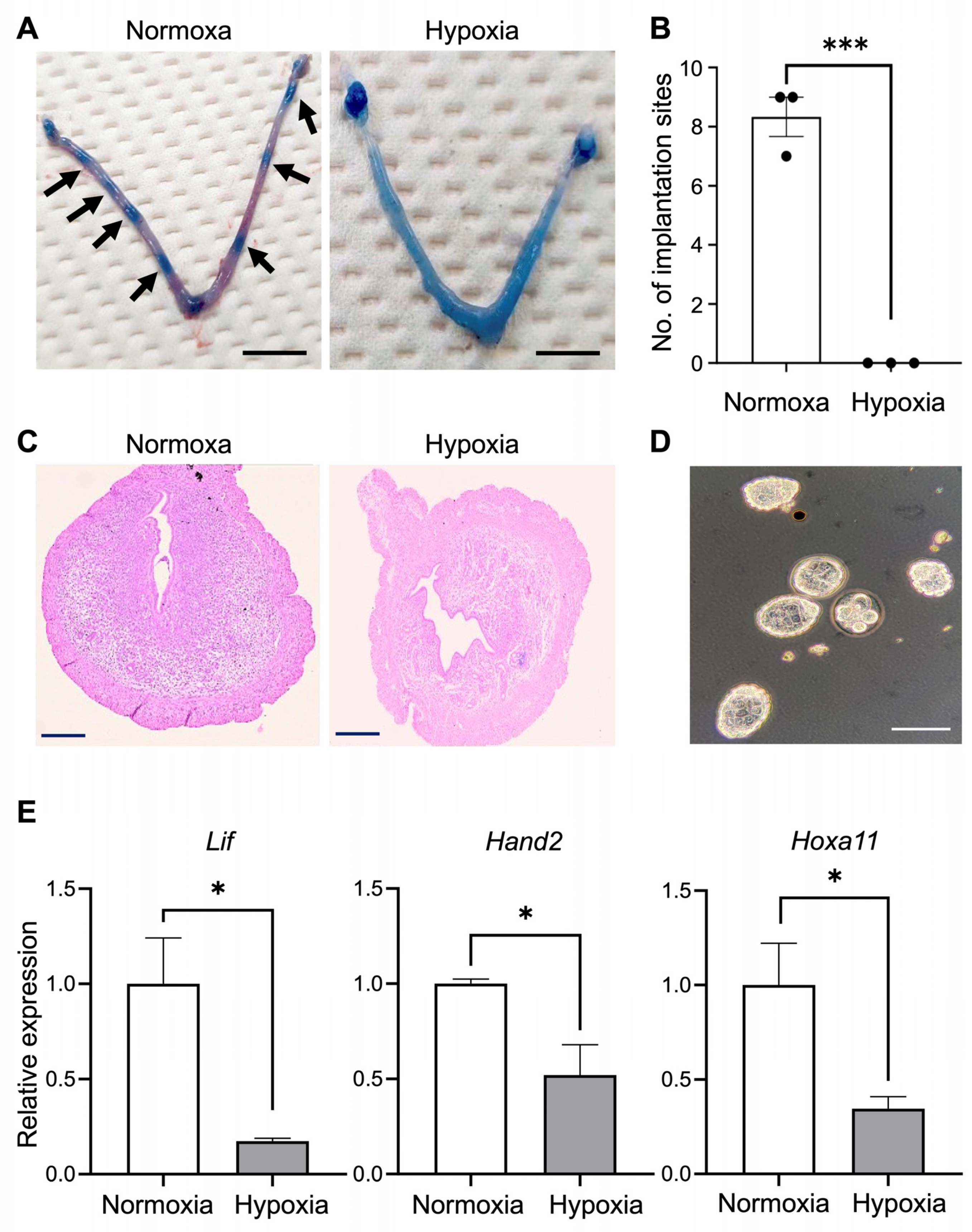 Biomedicines 12 01016 g001 Biomedicines 12 01016 g001