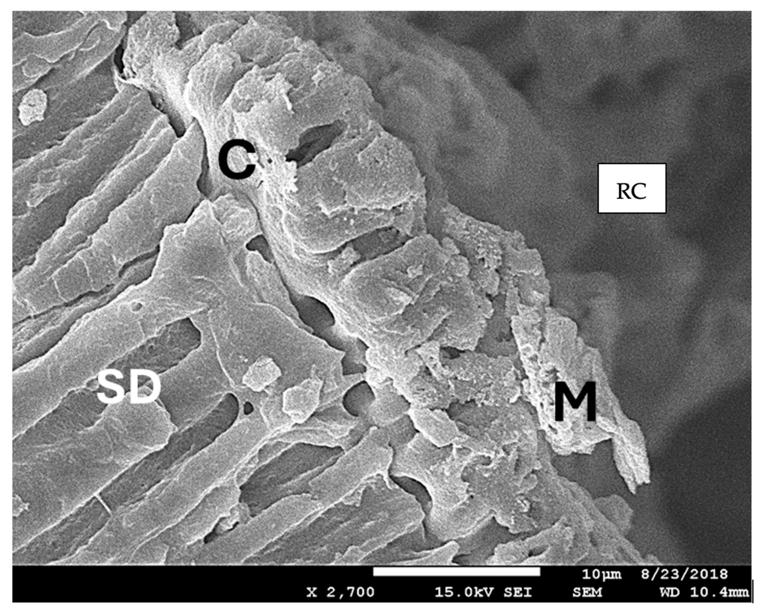 Biomedicines 12 01031 g006