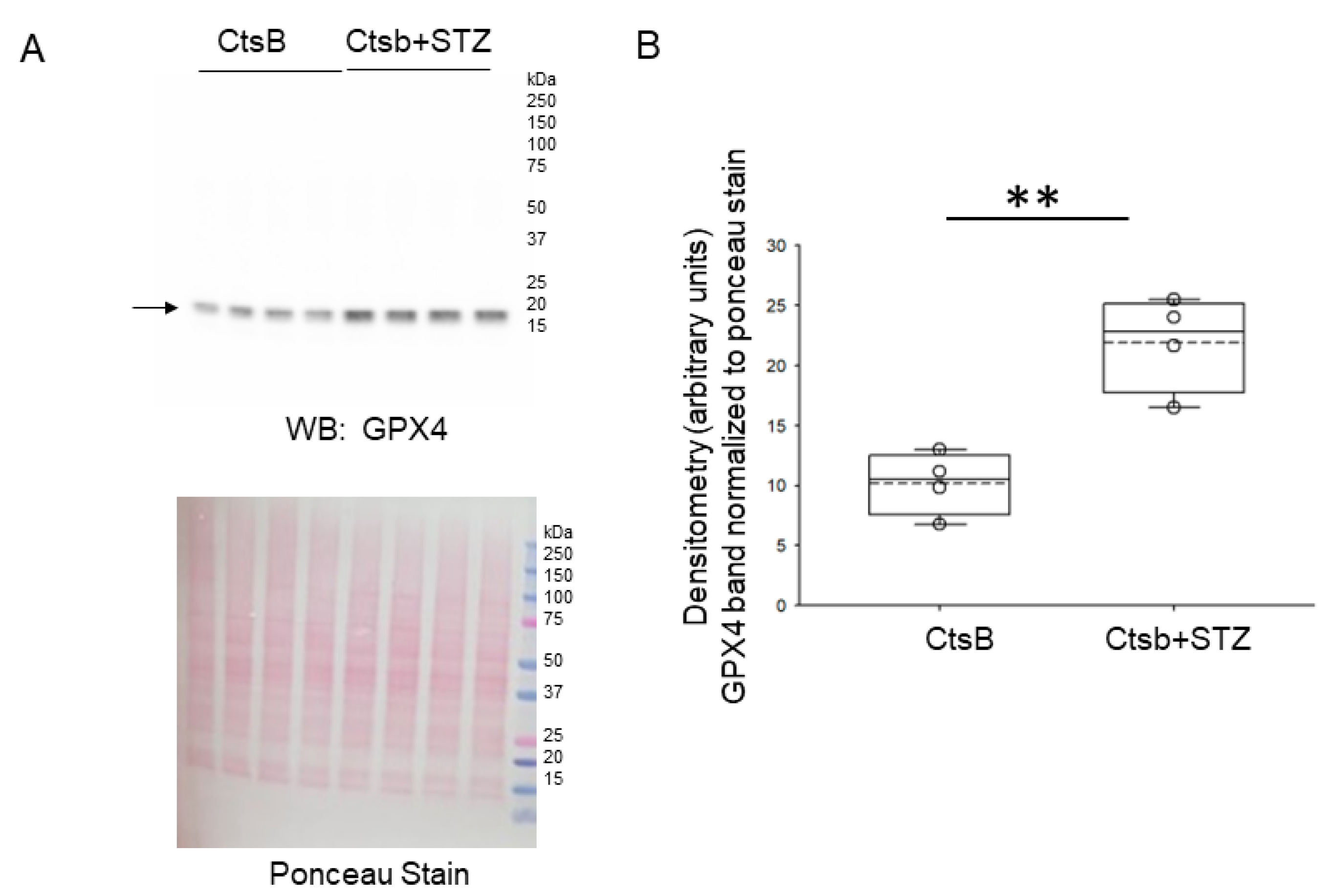 Biomedicines 12 01038 g005