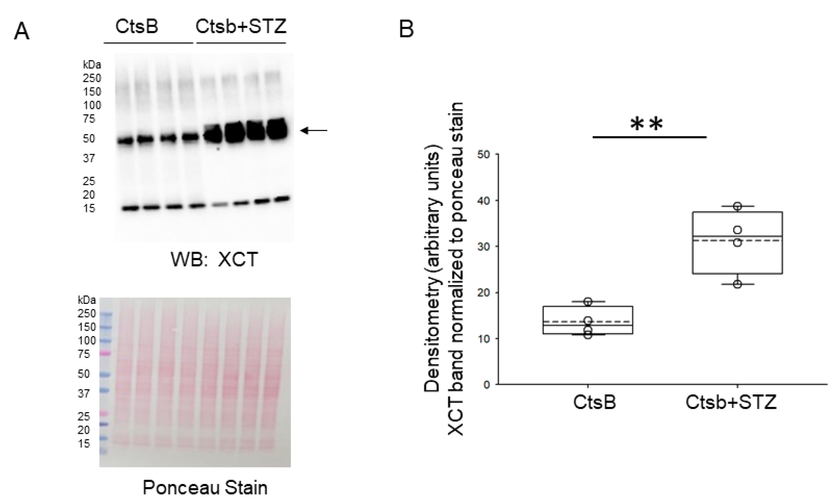 Biomedicines 12 01038 g006