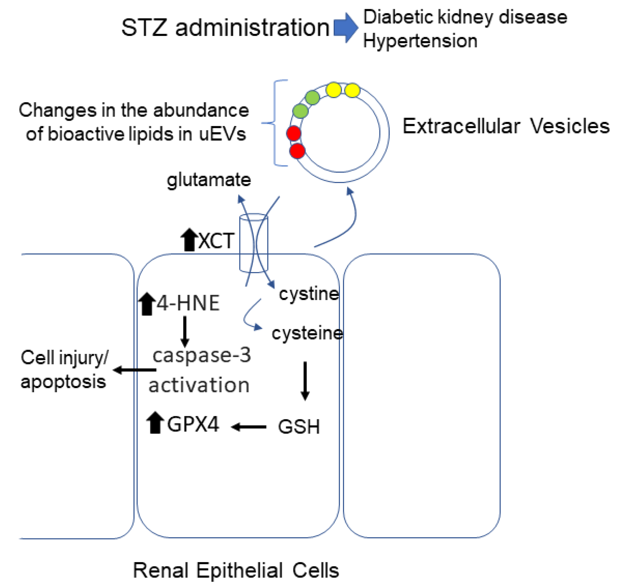 Biomedicines 12 01038 g008