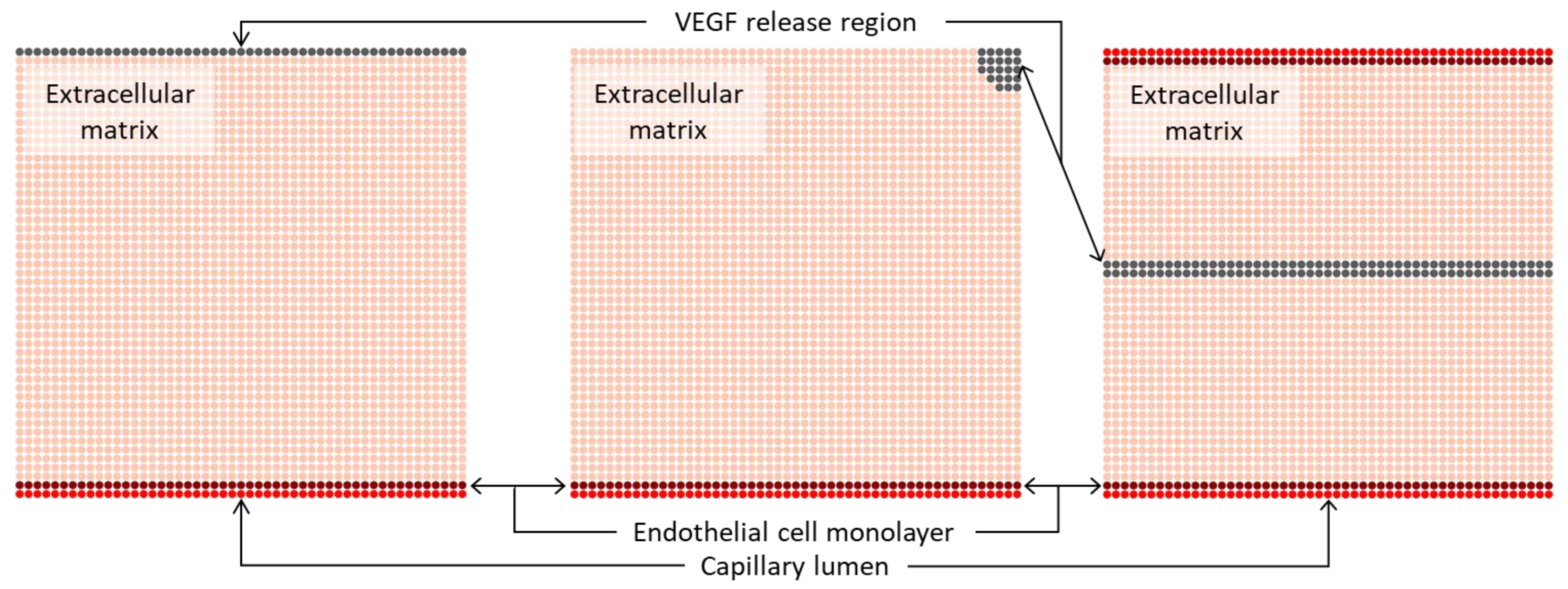 Biomedicines 12 01045 g001