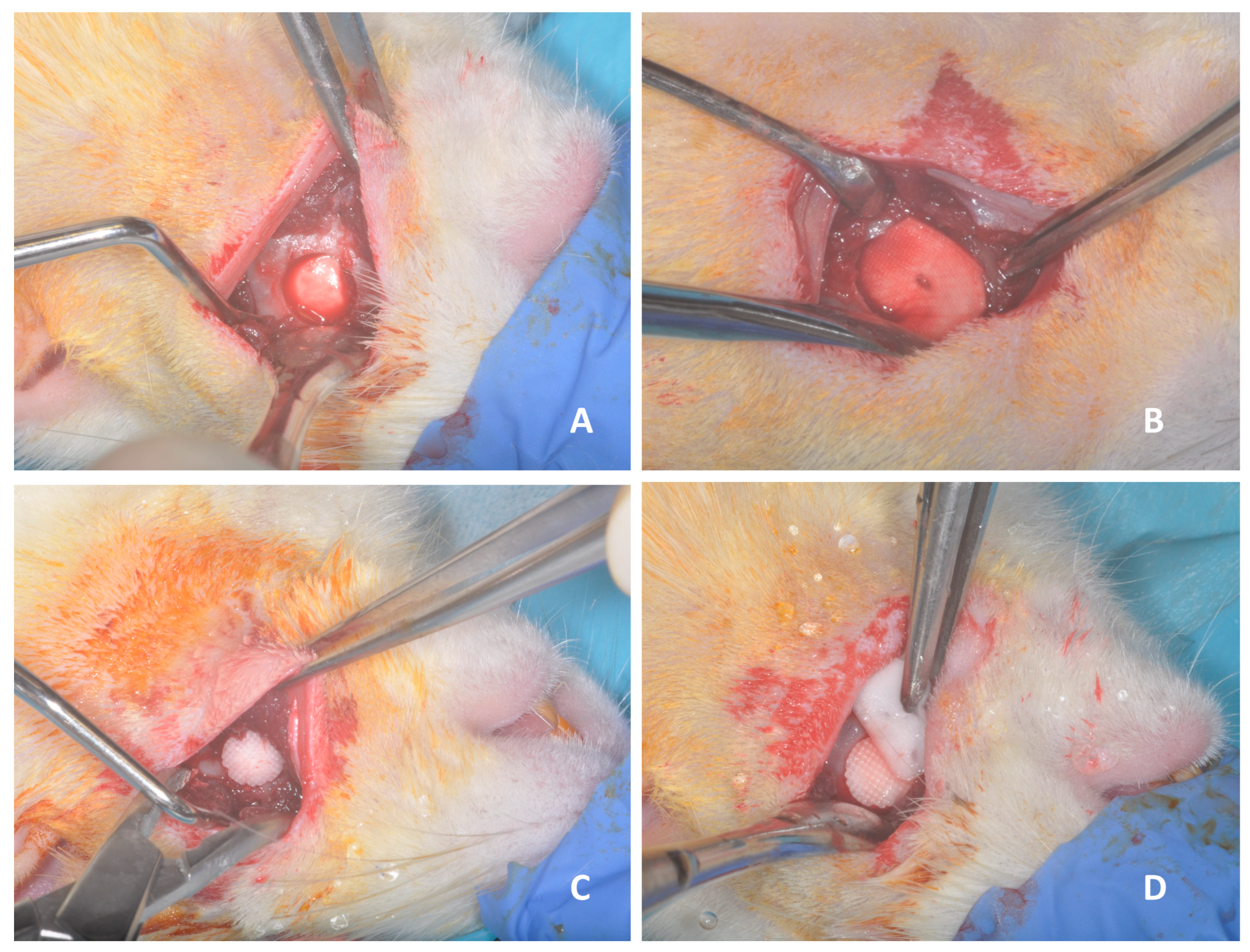 Biomedicines 12 01049 g002