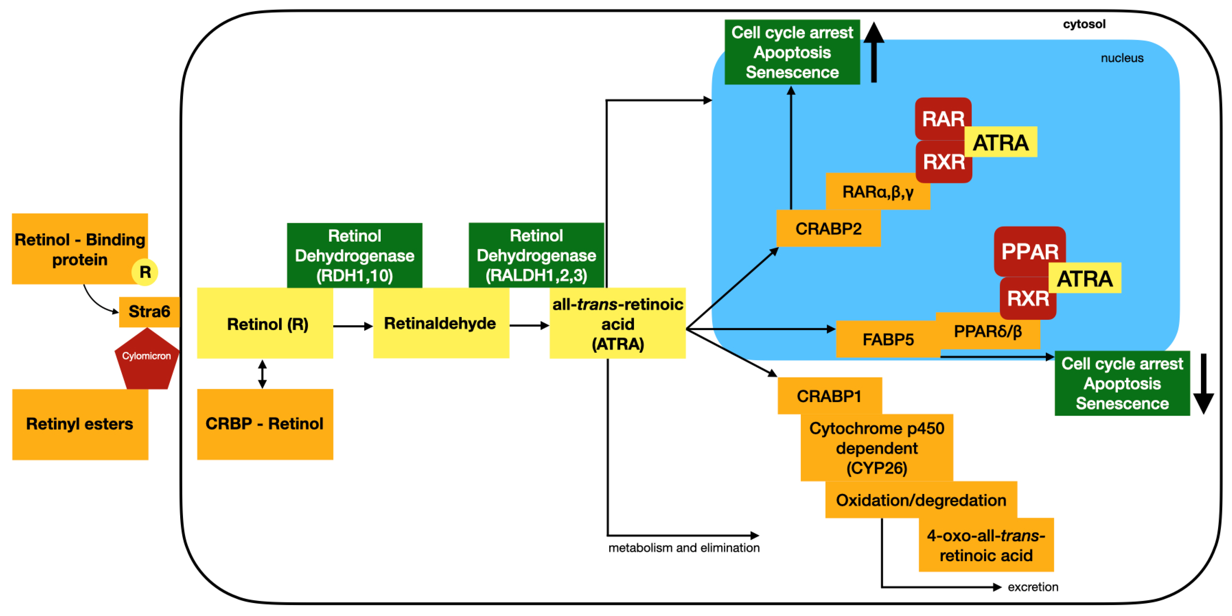 Biomedicines 12 01059 g002 Biomedicines 12 01059 g002