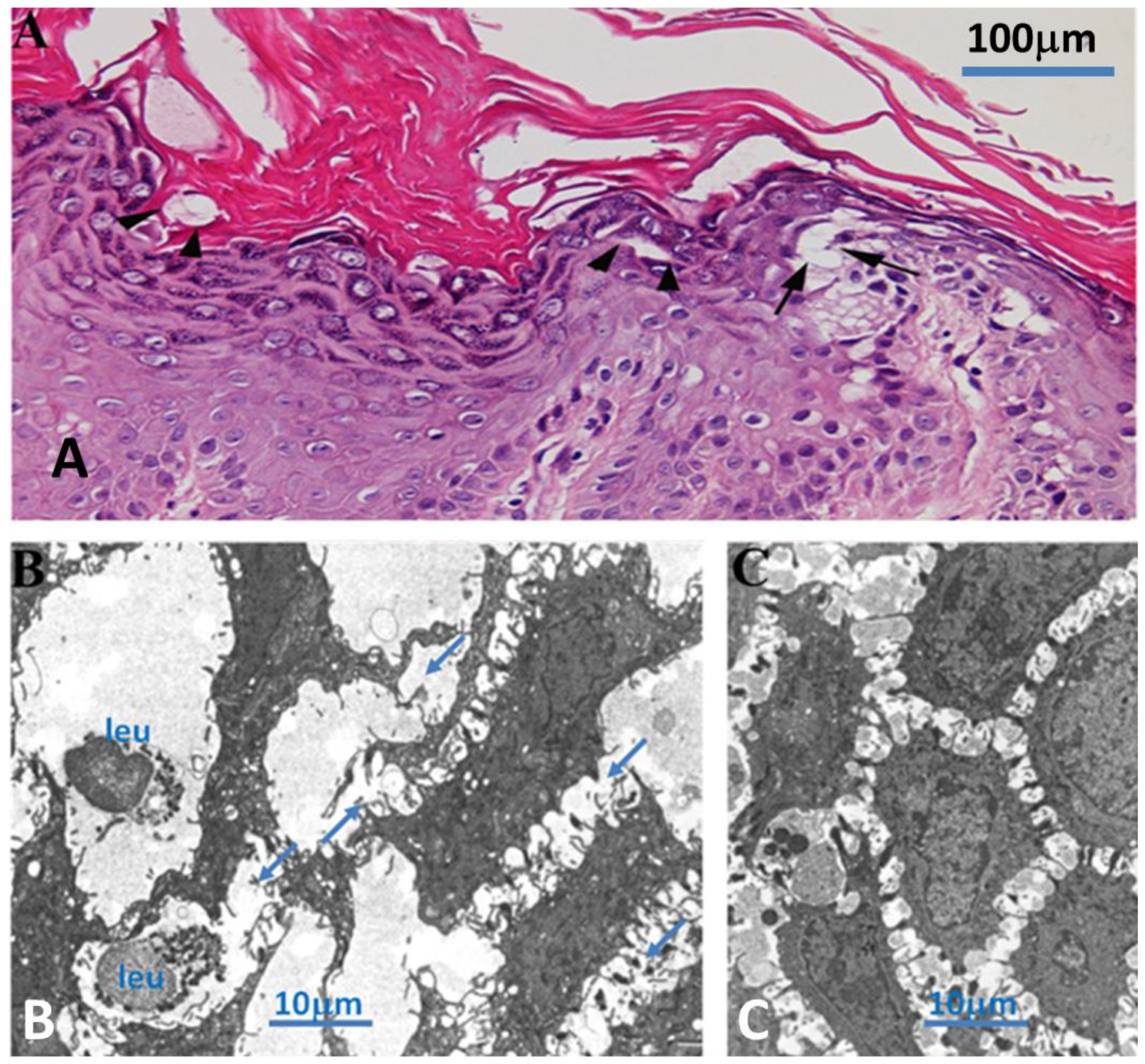 Biomedicines 12 01060 g002