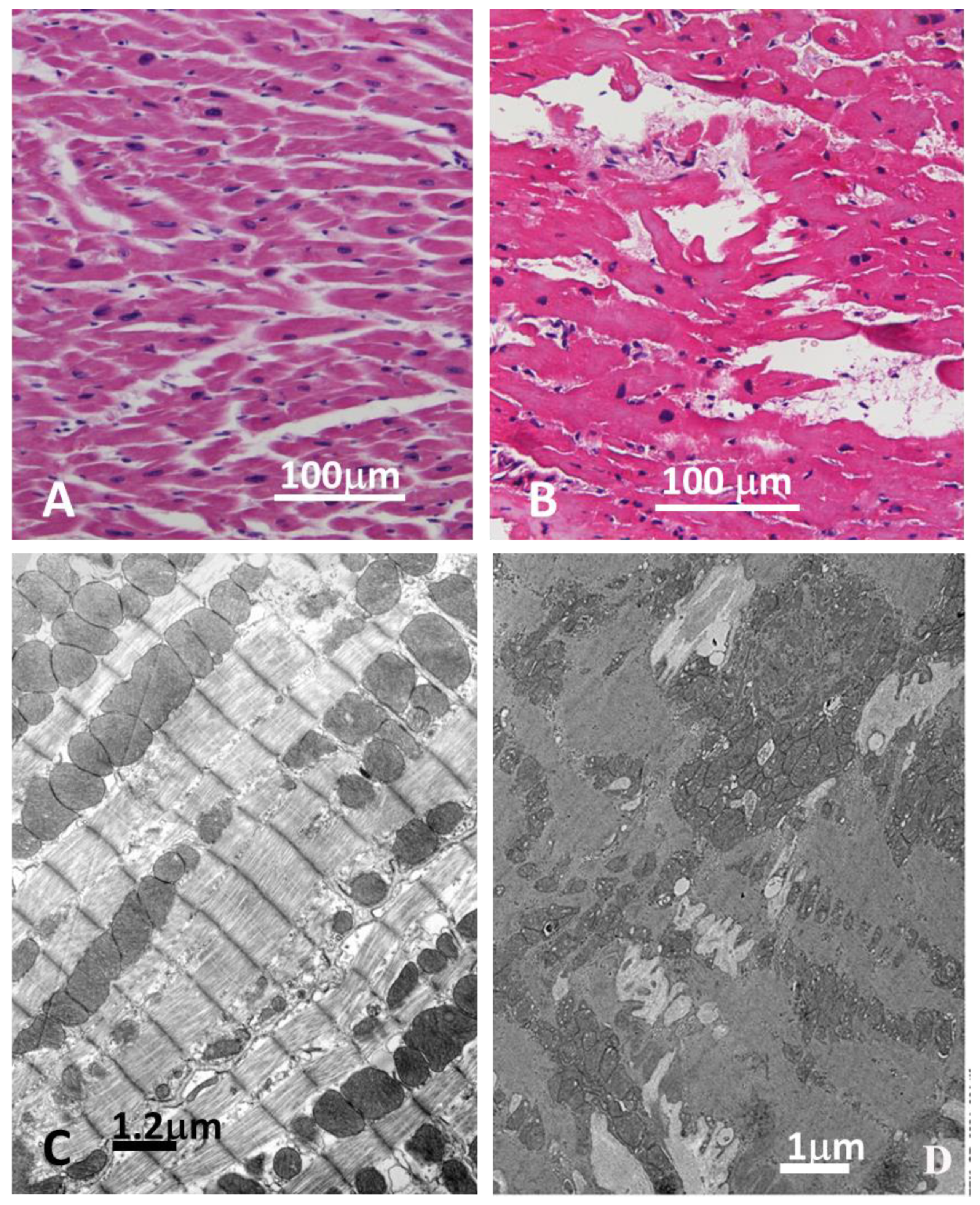 Biomedicines 12 01060 g004