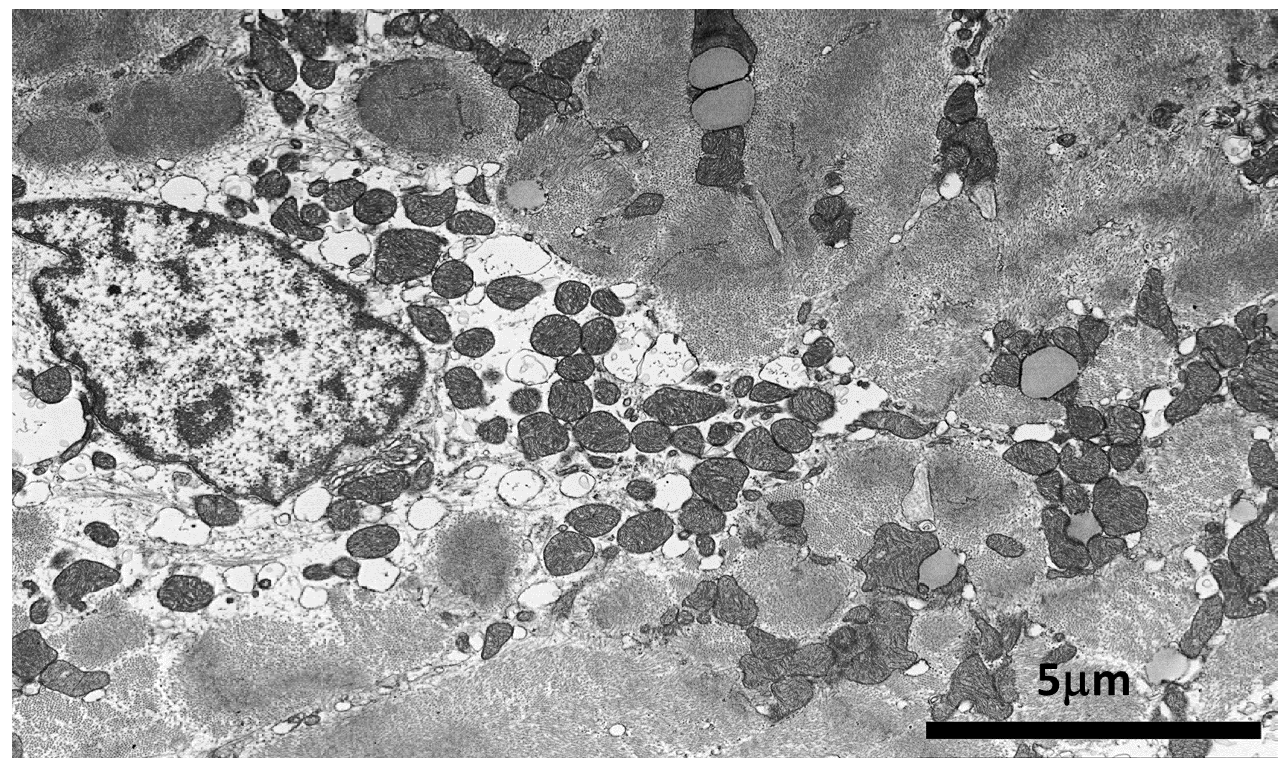 Biomedicines 12 01060 g006