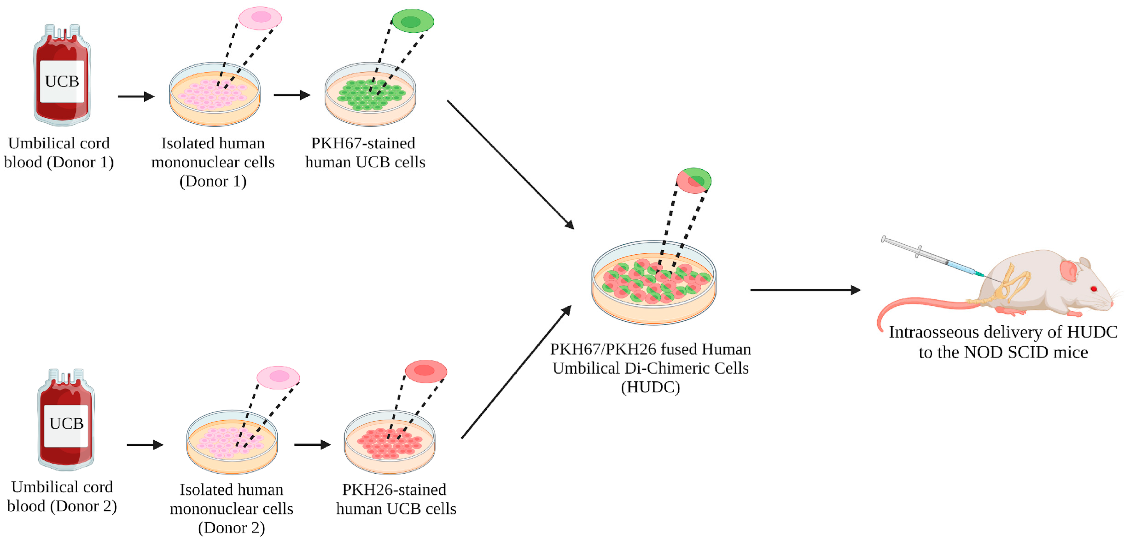 Biomedicines 12 01064 g001 Biomedicines 12 01064 g001