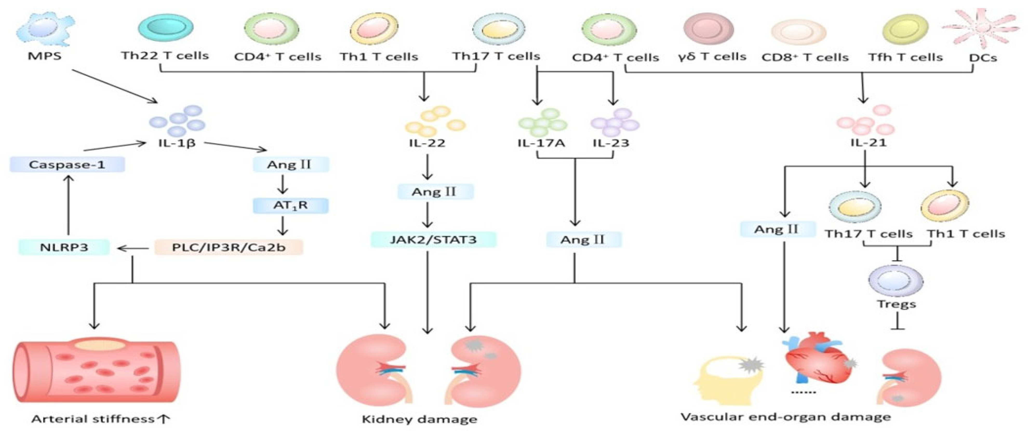 Biomedicines 12 01071 g003