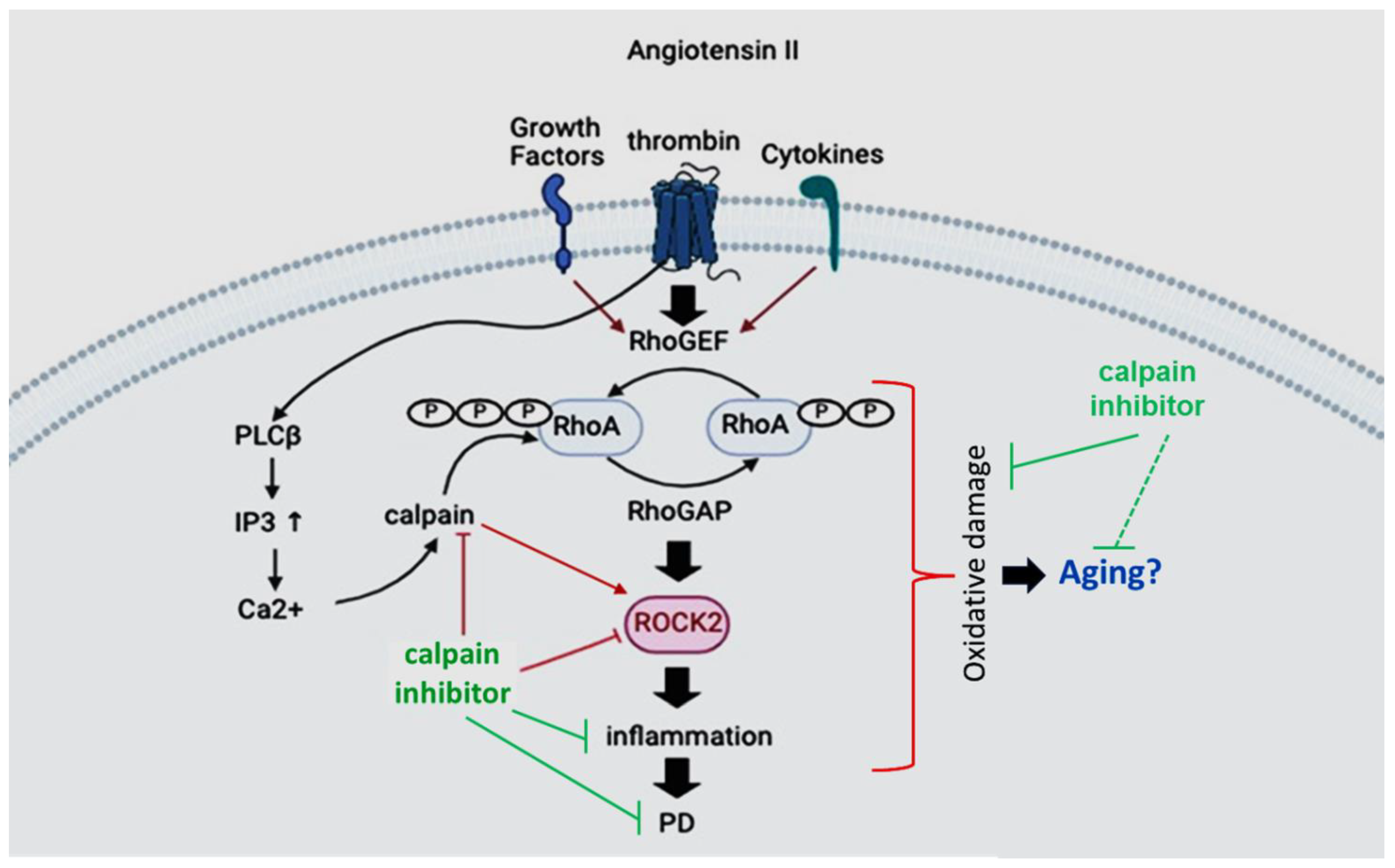 Biomedicines 12 01074 g003 Biomedicines 12 01074 g003