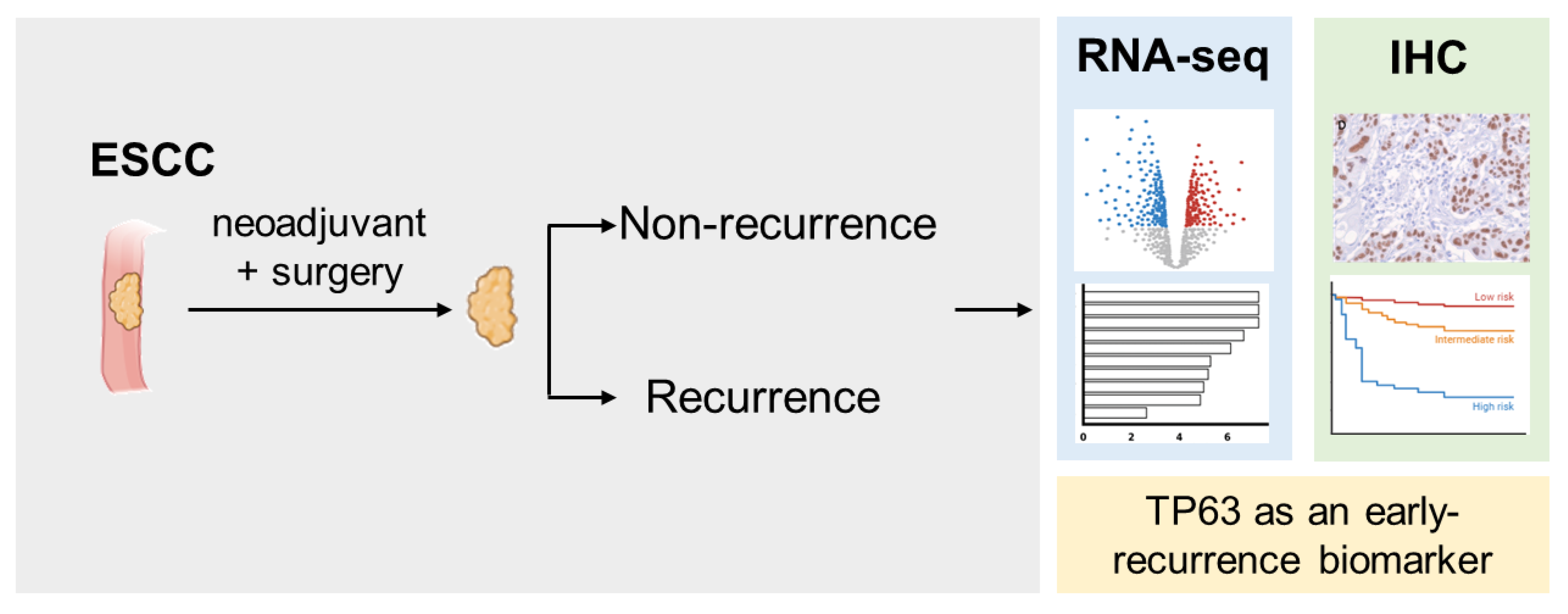 Biomedicines 12 01101 g004