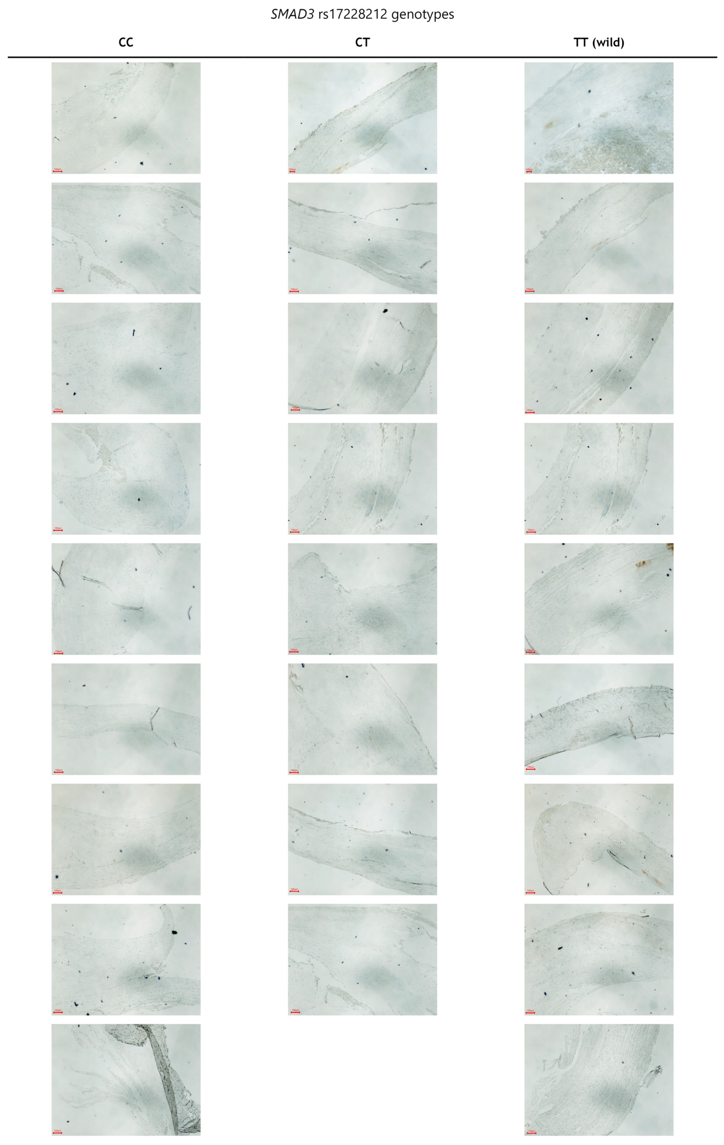 Biomedicines 12 01103 g002