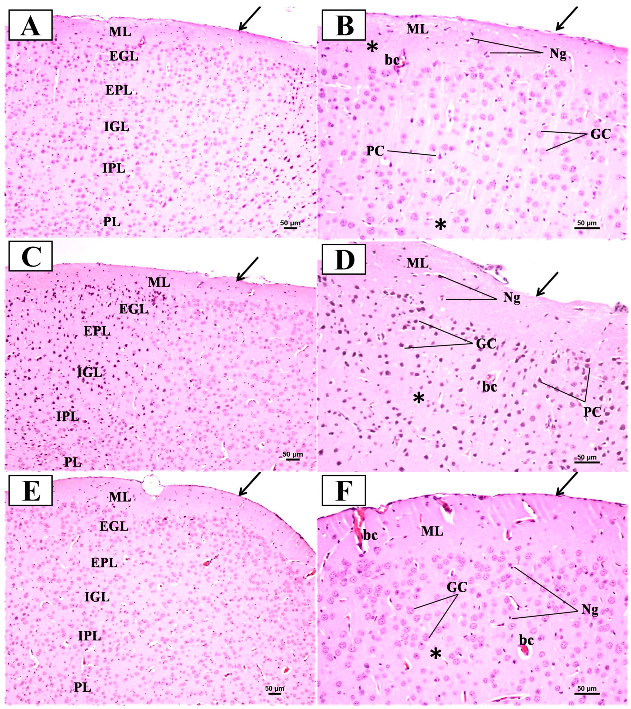 Biomedicines 12 01107 g011