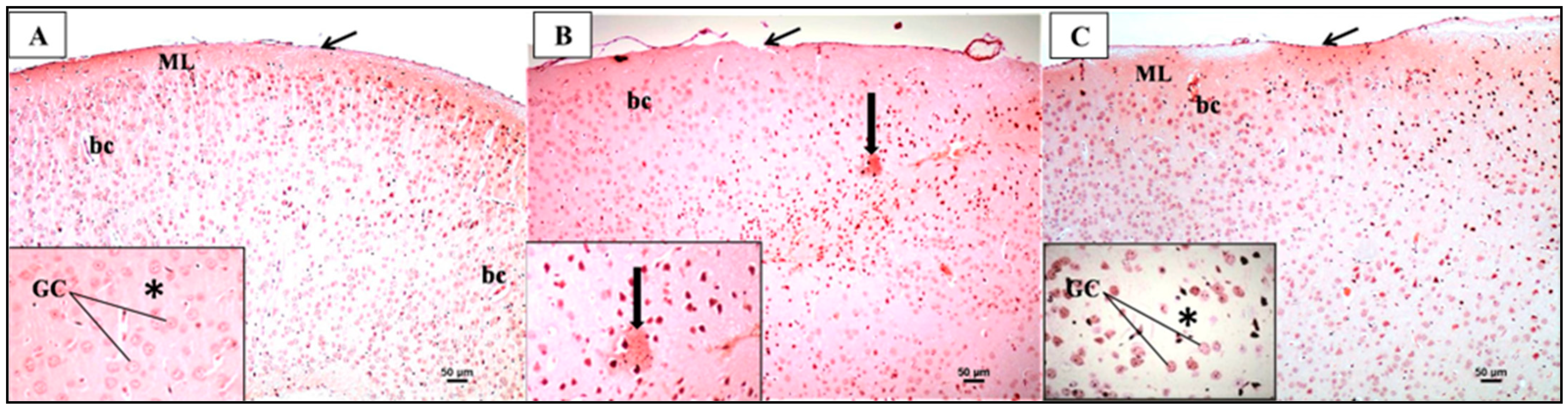 Biomedicines 12 01107 g012