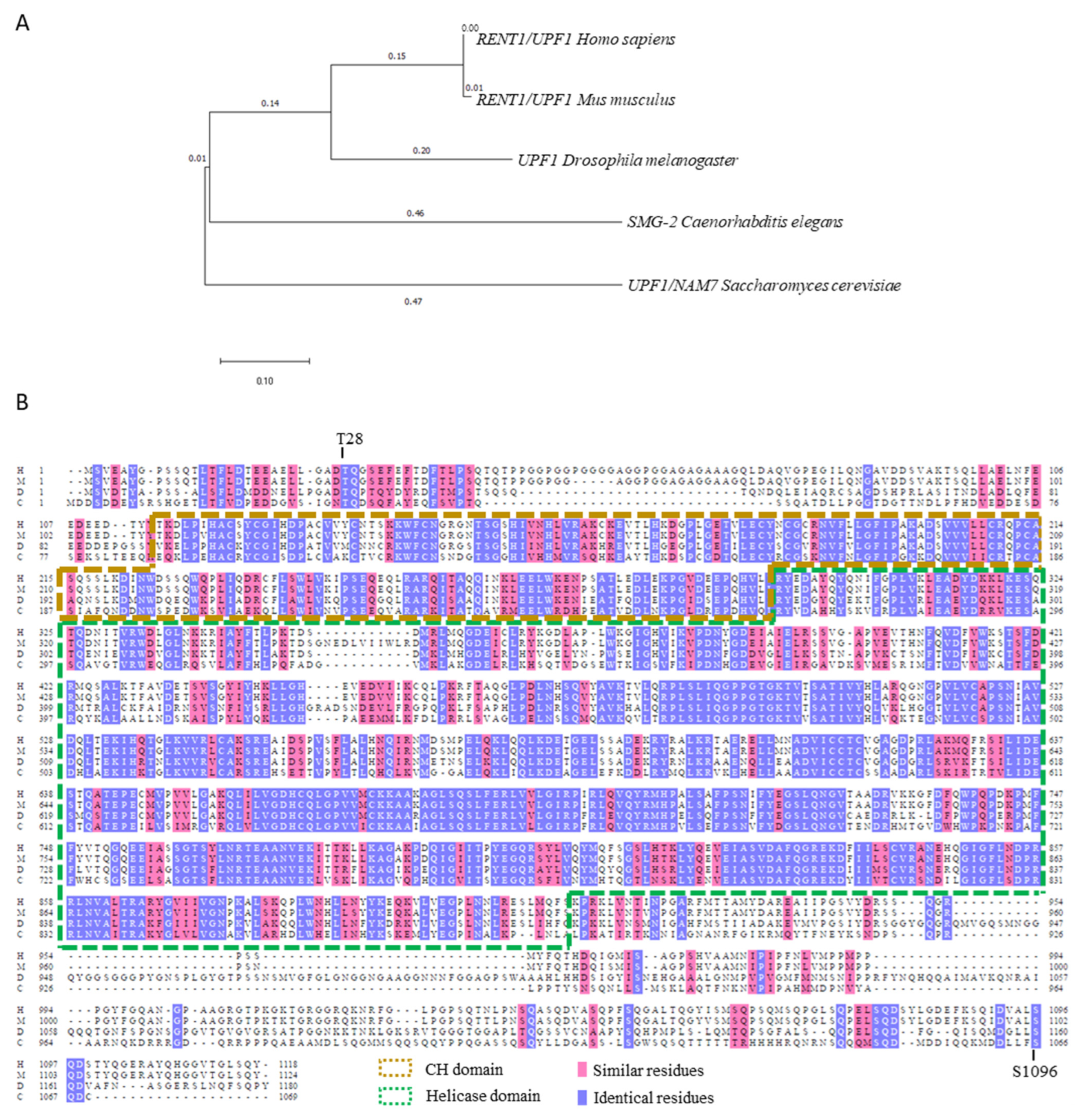 Biomedicines 12 01110 g001