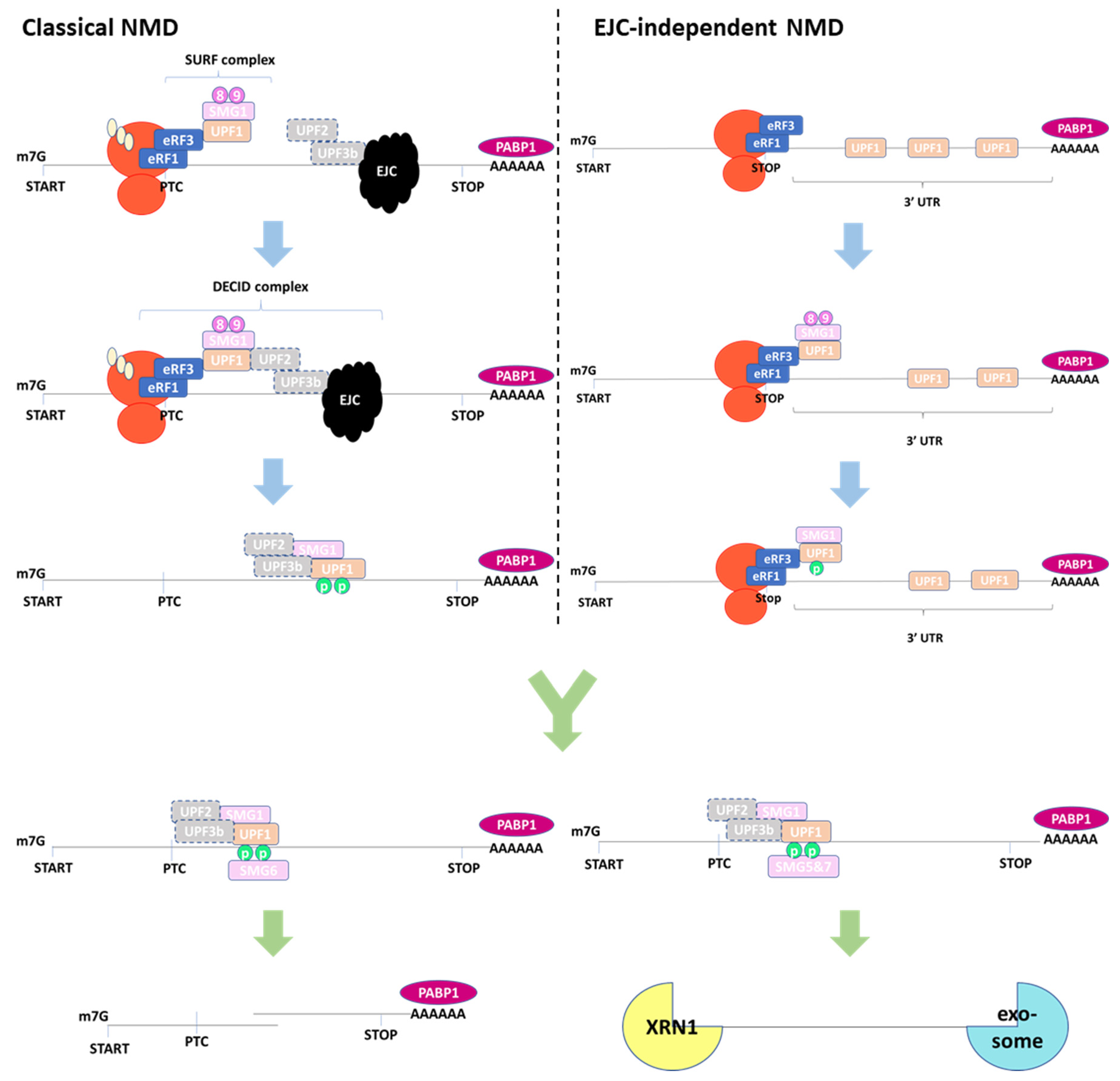 Biomedicines 12 01110 g002