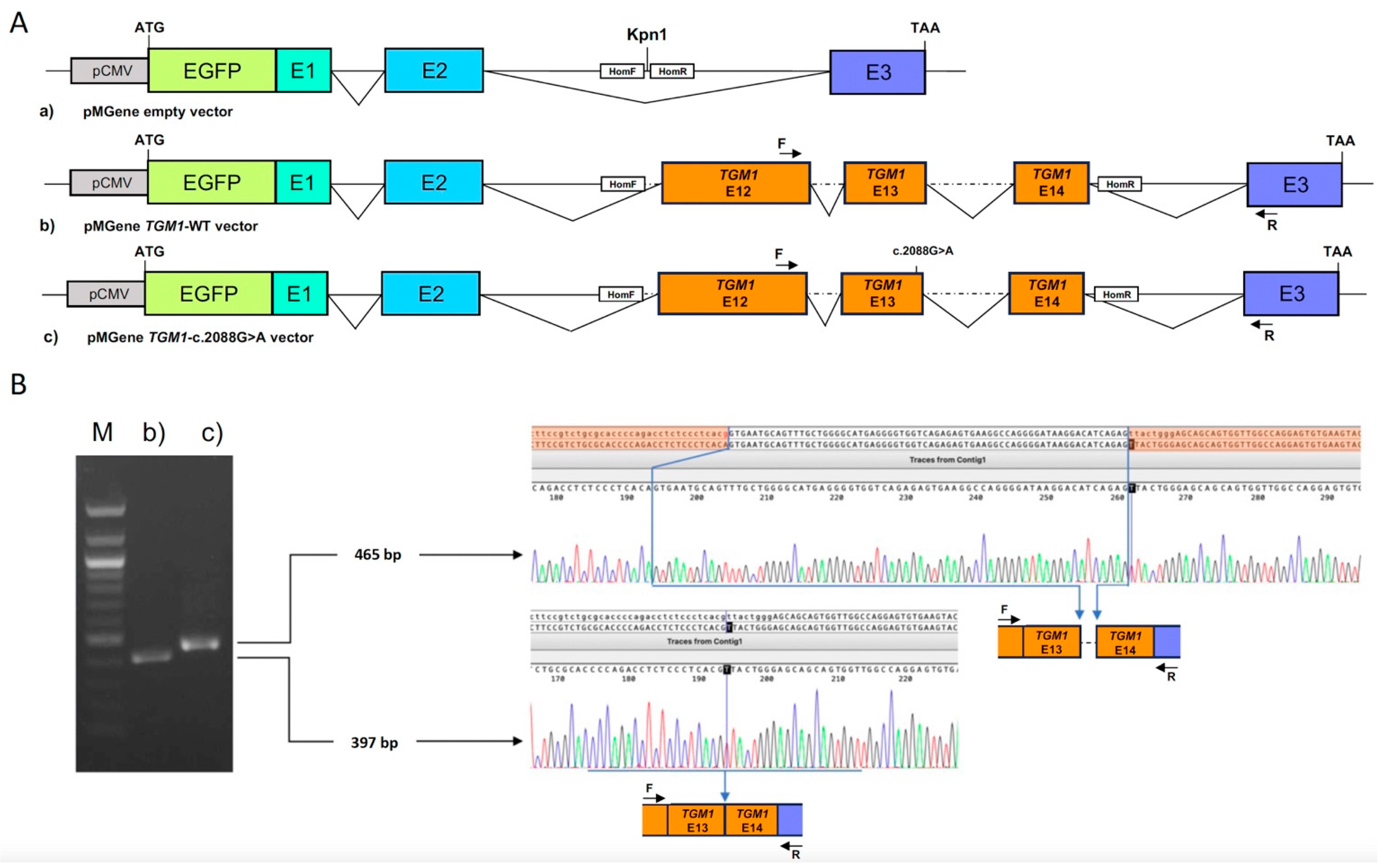 Biomedicines 12 01112 g004 Biomedicines 12 01112 g004