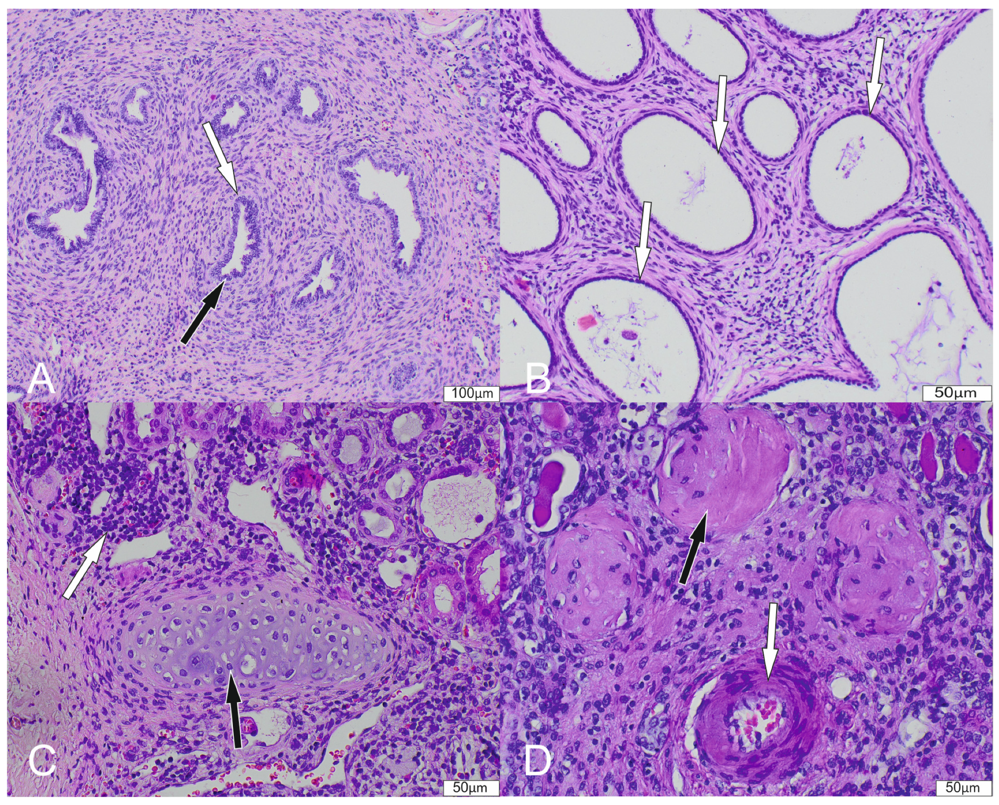 Biomedicines 12 01126 g002
