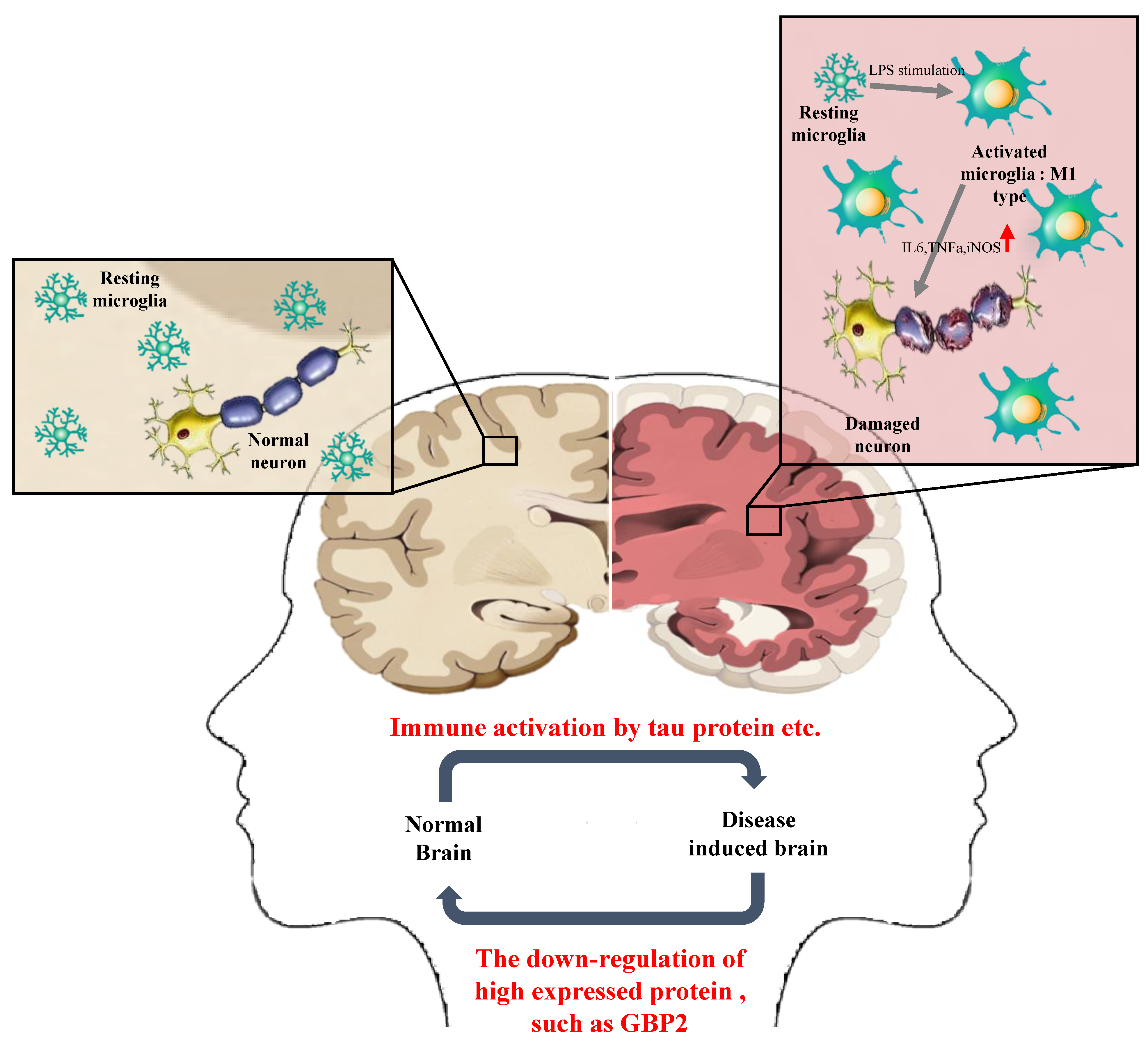 Biomedicines 12 01130 sch001