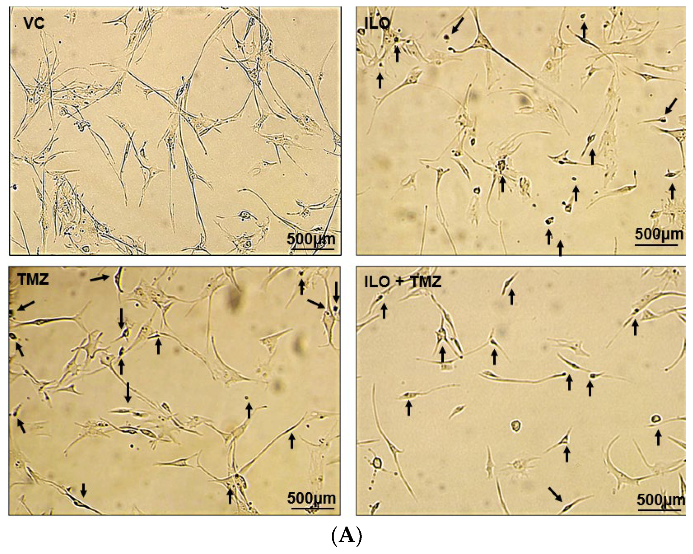 Biomedicines 12 01134 g002a