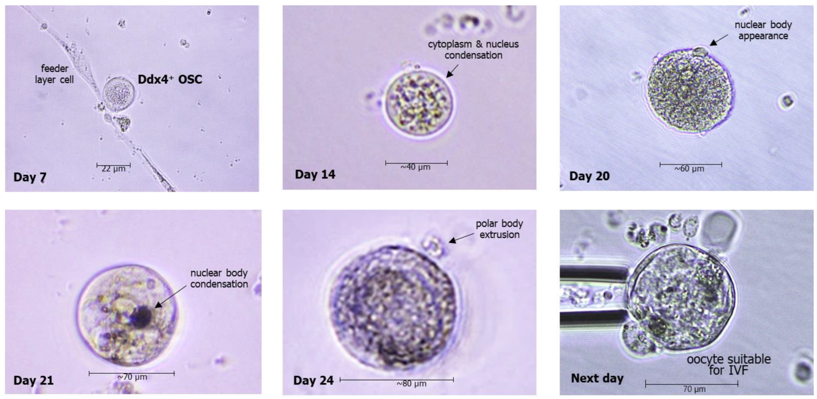 Biomedicines 12 01139 g004