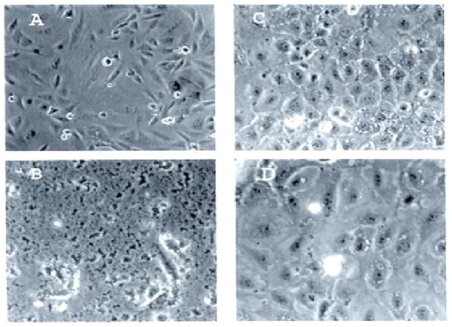 Biomedicines 12 01144 g001
