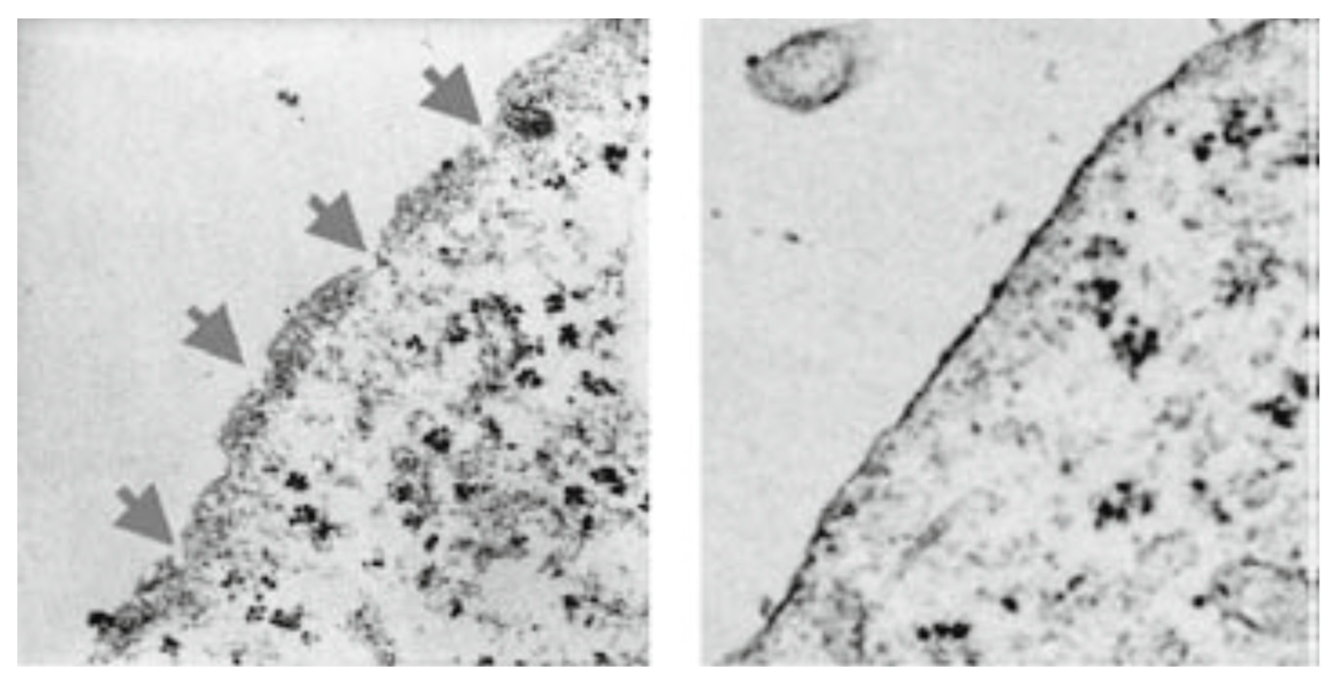 Biomedicines 12 01144 g003